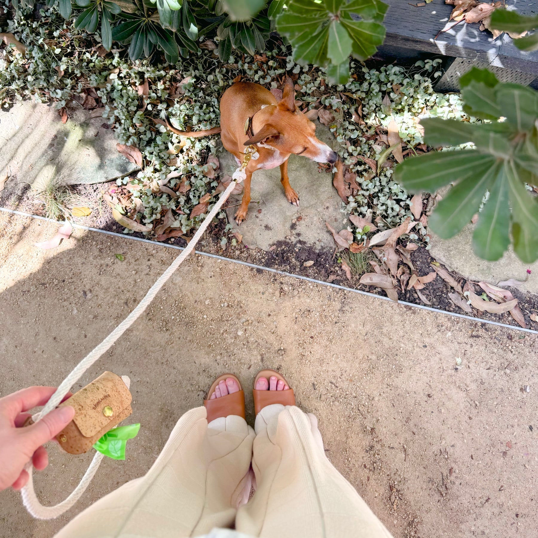Person wearing sandals and light-colored pants standing on a stone path with a small dog wearing a cork leather collar and organic cotton leash, featured in our gift guide