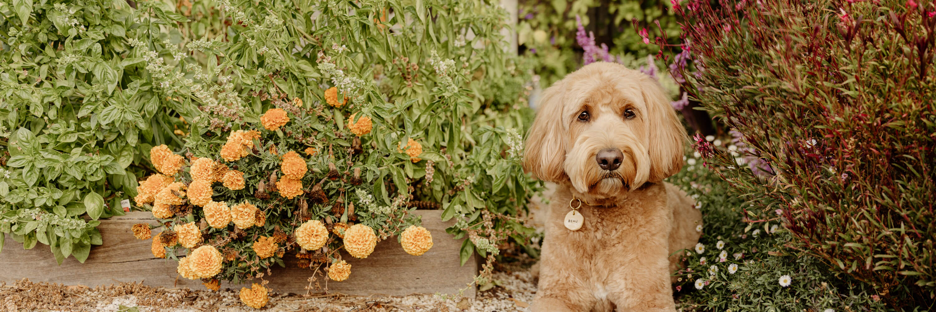 goldendoodle wearing personalized dog ID tag and vegan cork leather collar, sitting in a flower-filled garden
