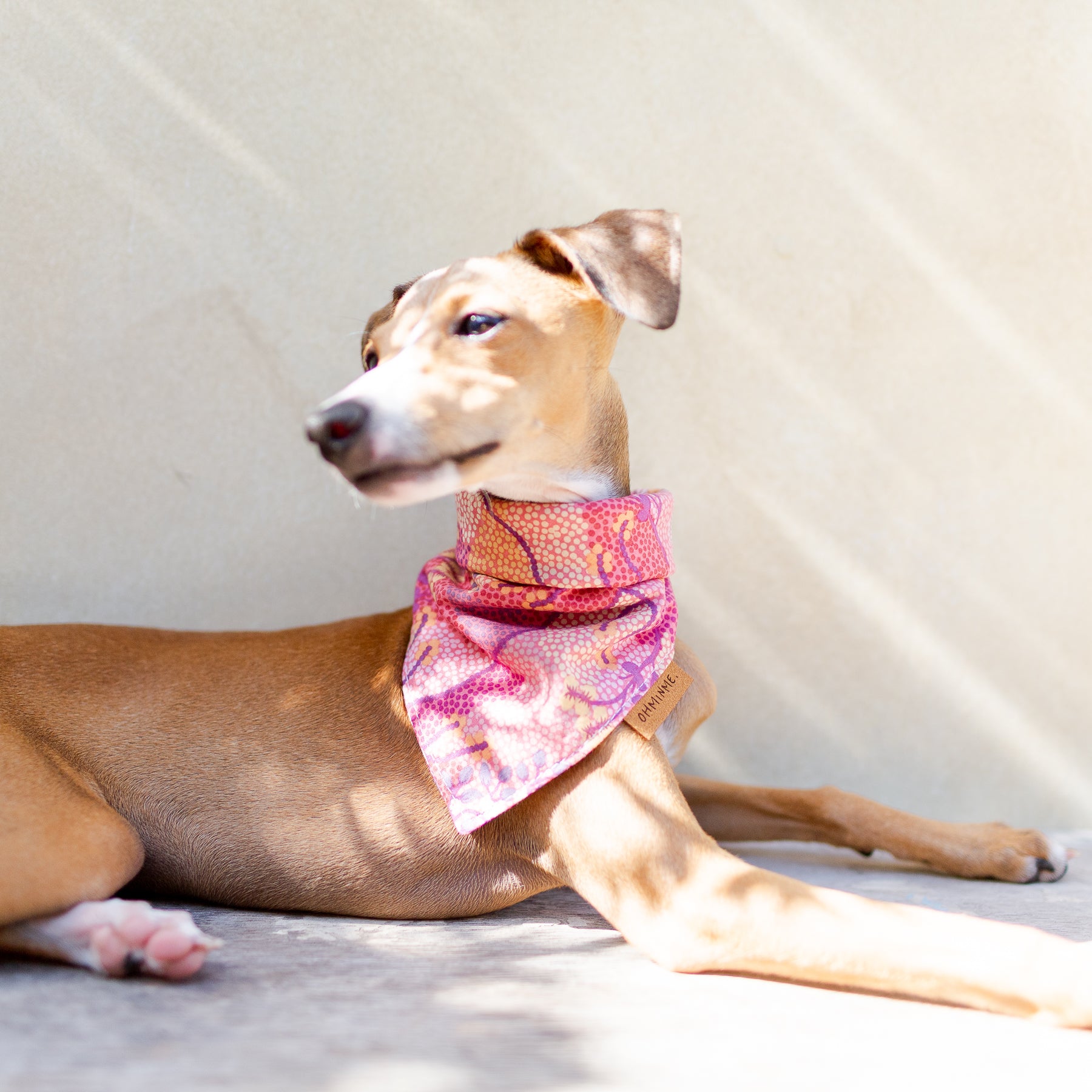 italian greyhound in a sun-filled spot, wearing pink dog bandana in aboriginal australian print