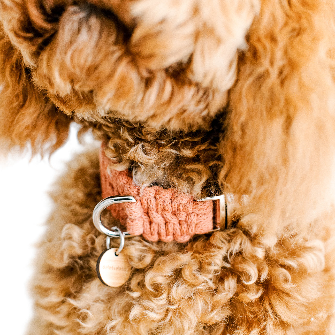 close-up of dog wearing a natural dog collar in recycled cotton with silver hardware