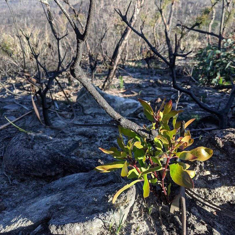 bare trees after bush fire in Australia