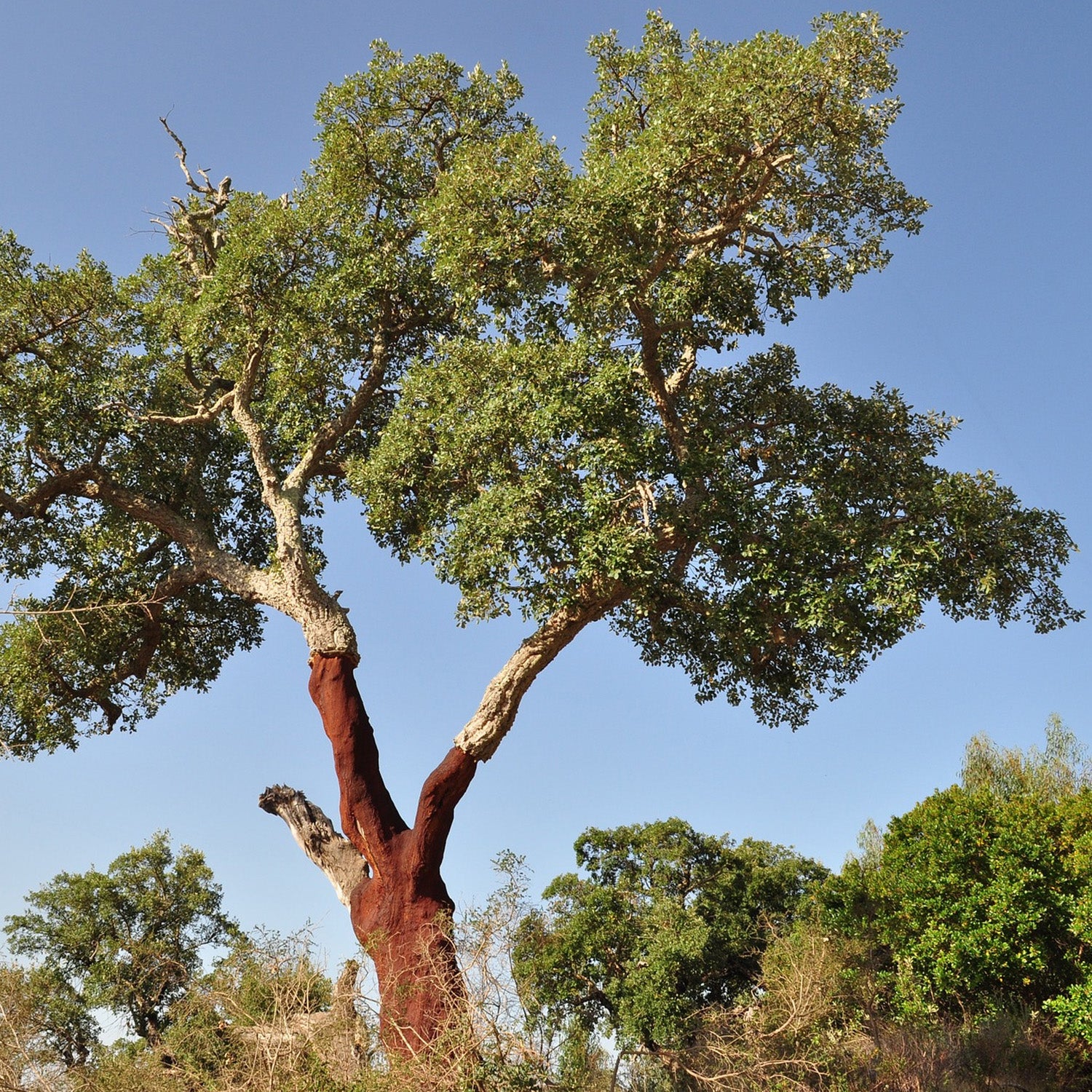 large cork oak tree in Portugal