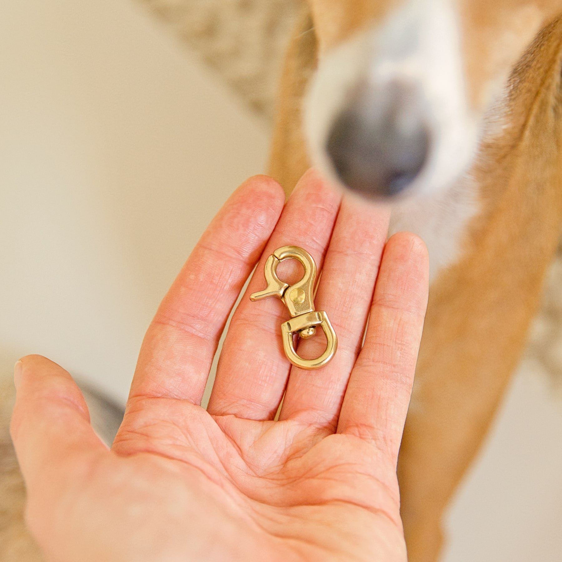 dog tag quick clip in solid brass held in a hand with a dog in the background