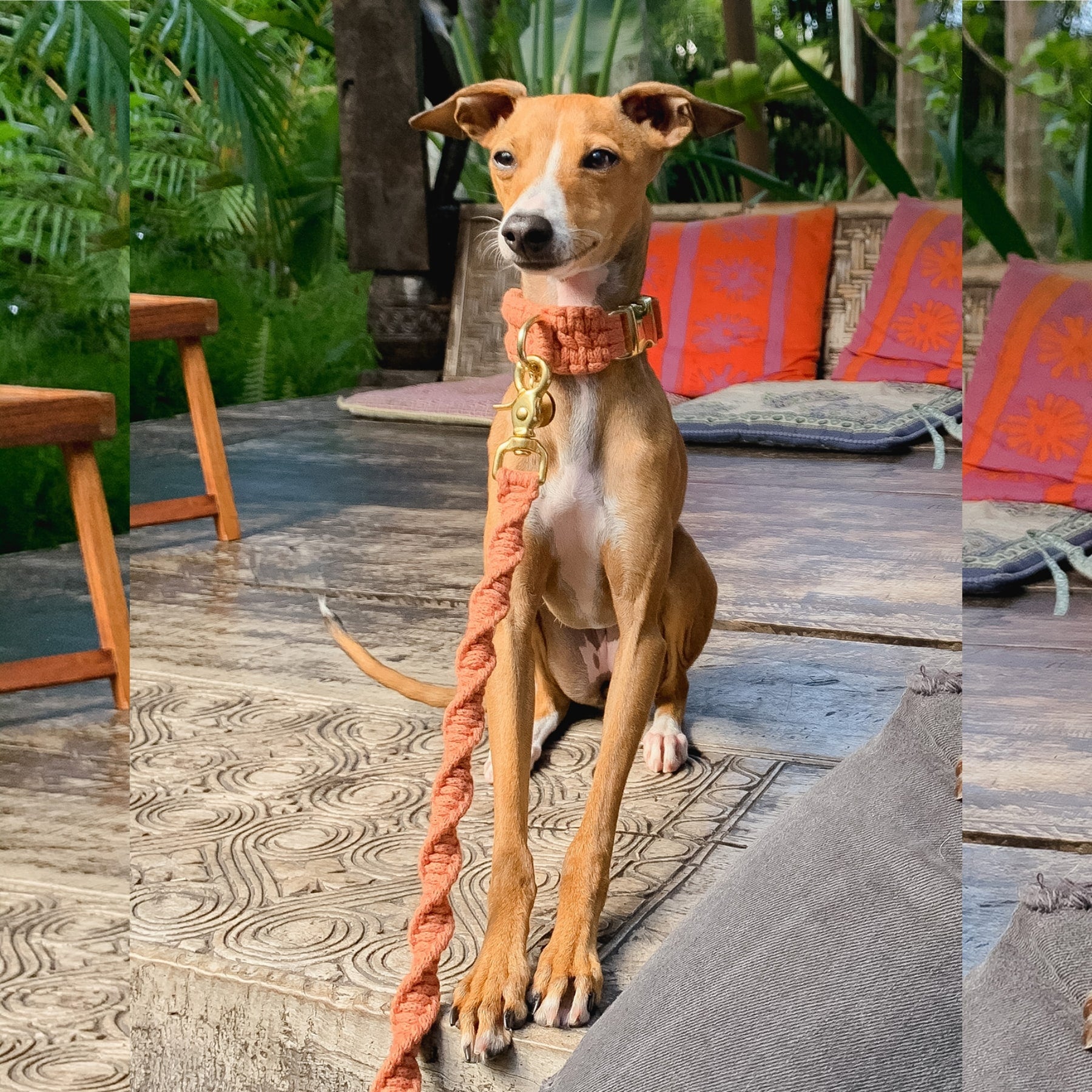 Small dog wearing a macrame dog leash and matching macrame dog collar in orange terracotta and brass hardware