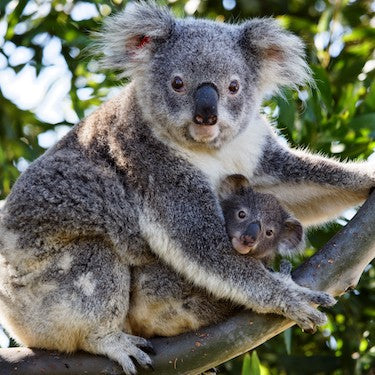 koala with a baby joey sitting in a tree
