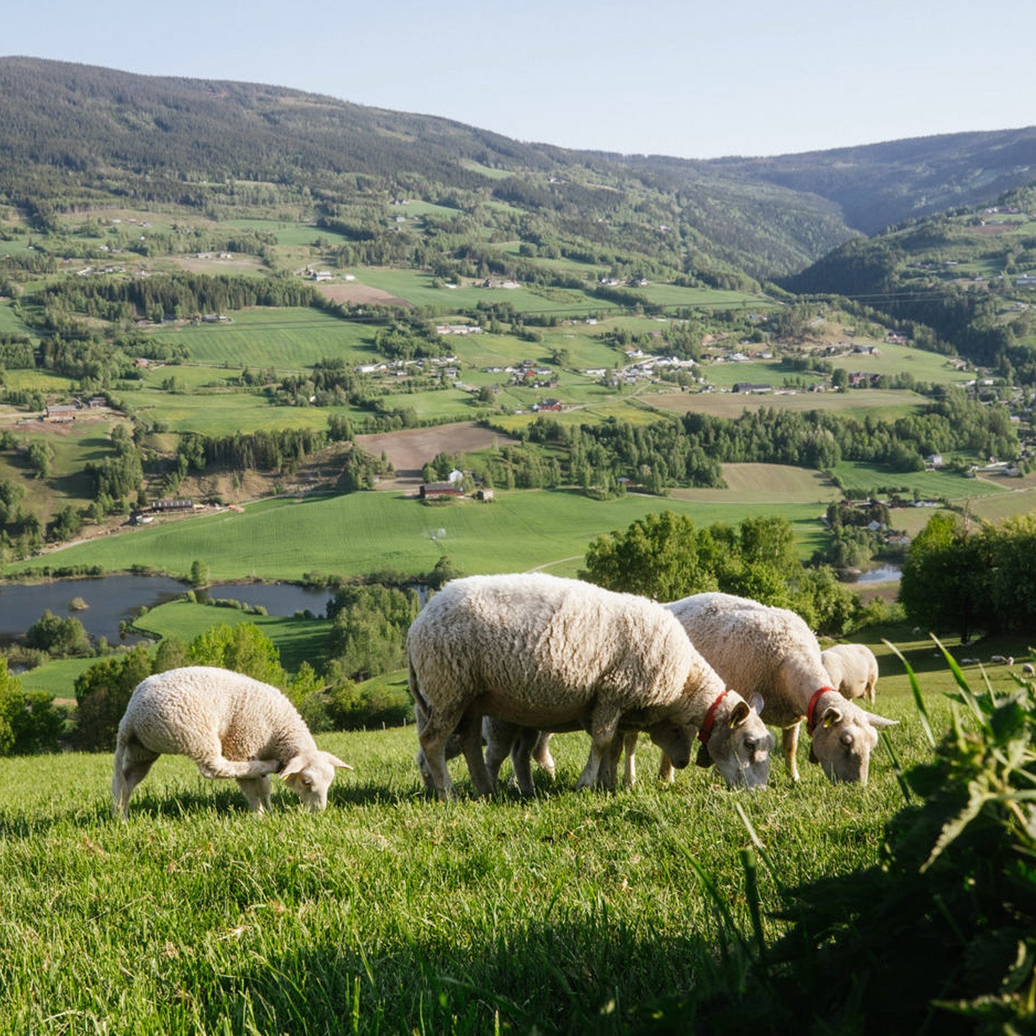 norwegian merino sheep grazing on the lush pastures