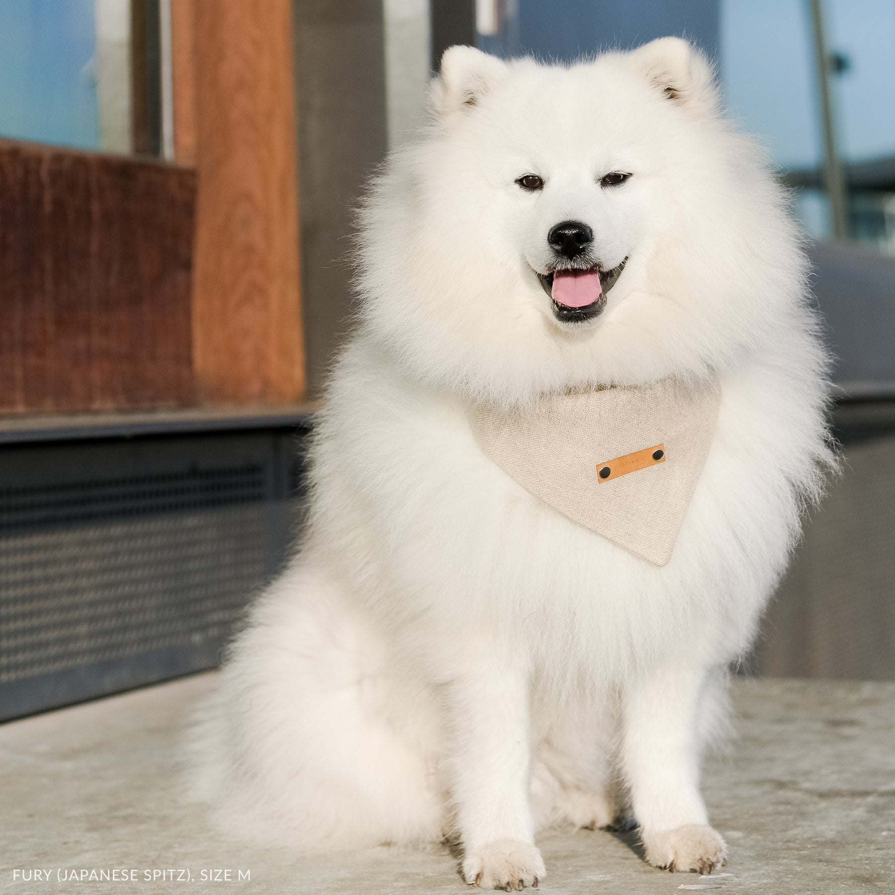 japanese spitz in natural hemp bandana for dogs