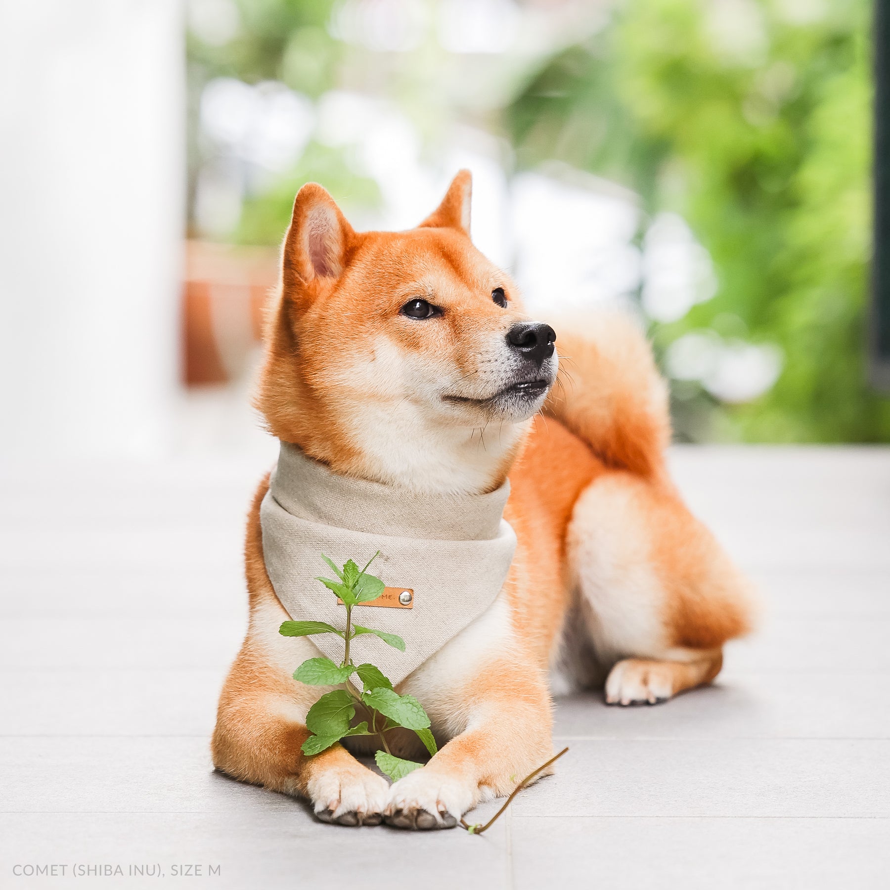 shiba inu wearing australian made hemp bandana, with a green peppermint twig between its paws