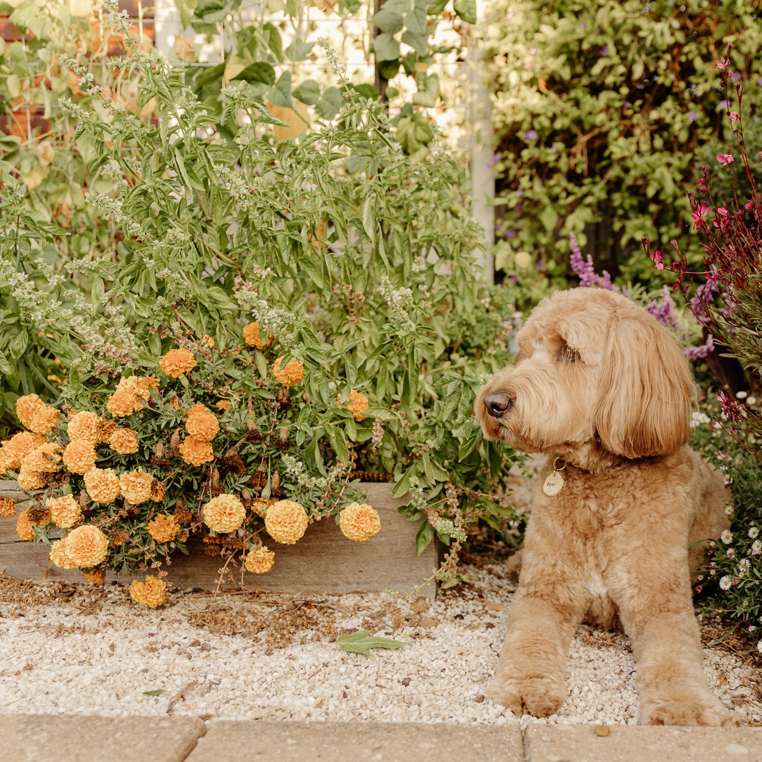 a golden doodle adorned with a personalized dog name tag, sitting gracefully in a picturesque garden filled with colorful flowers