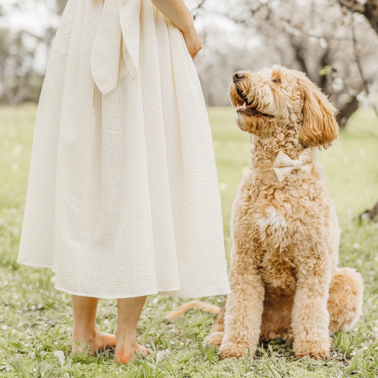 woman in a white dress standing next to a groodle wearing a dog bow tie in organic cotton