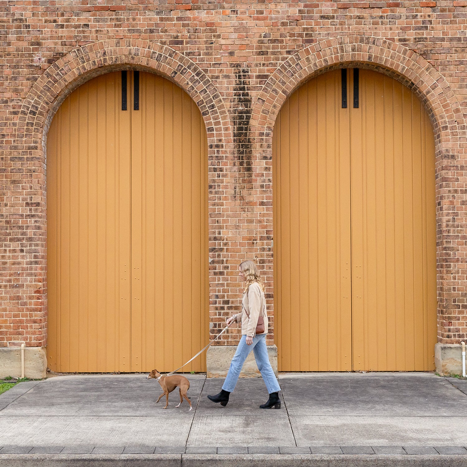 woman walking italian greyhound in designer dog collar and lead set in front of historic brick building in newcastle