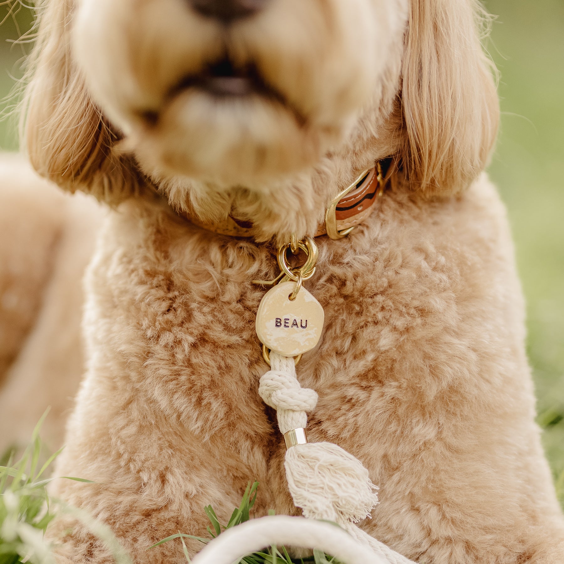 goldendoodle wearing a personalised dog ID tag, and organic cotton dog leash, close-up