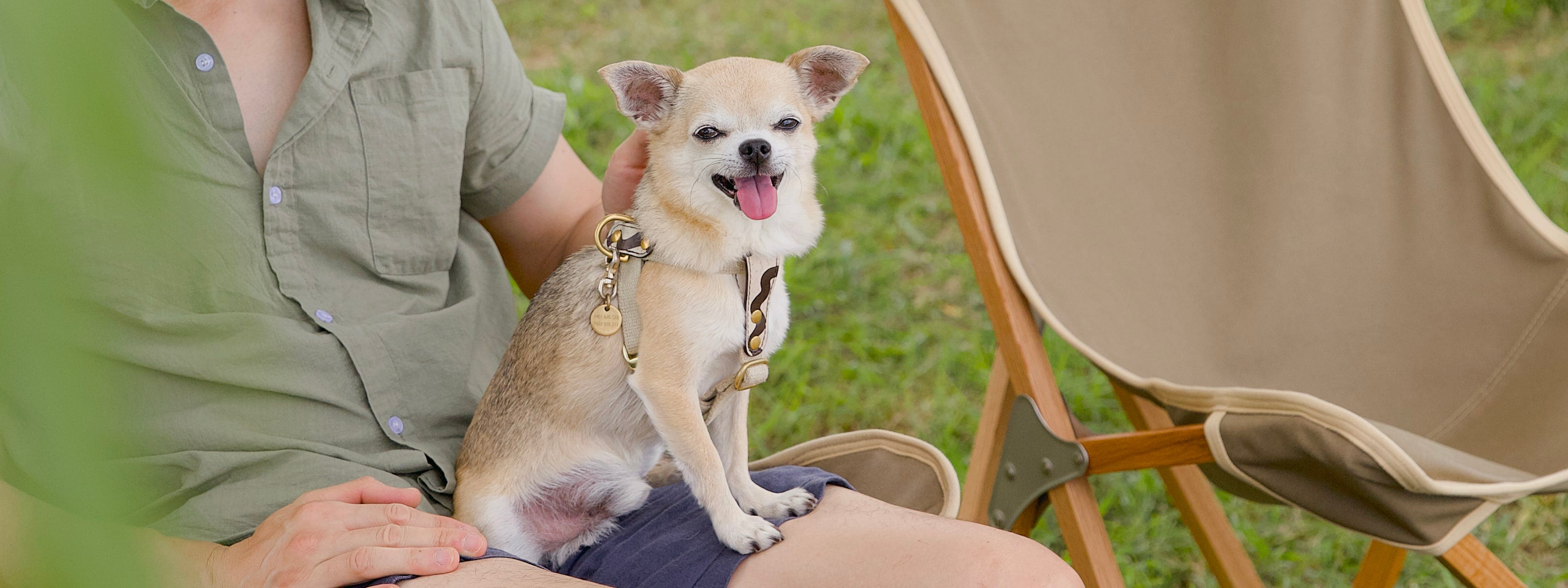 Small dog sitting on a person's lap outdoors with a chair and grass in the background