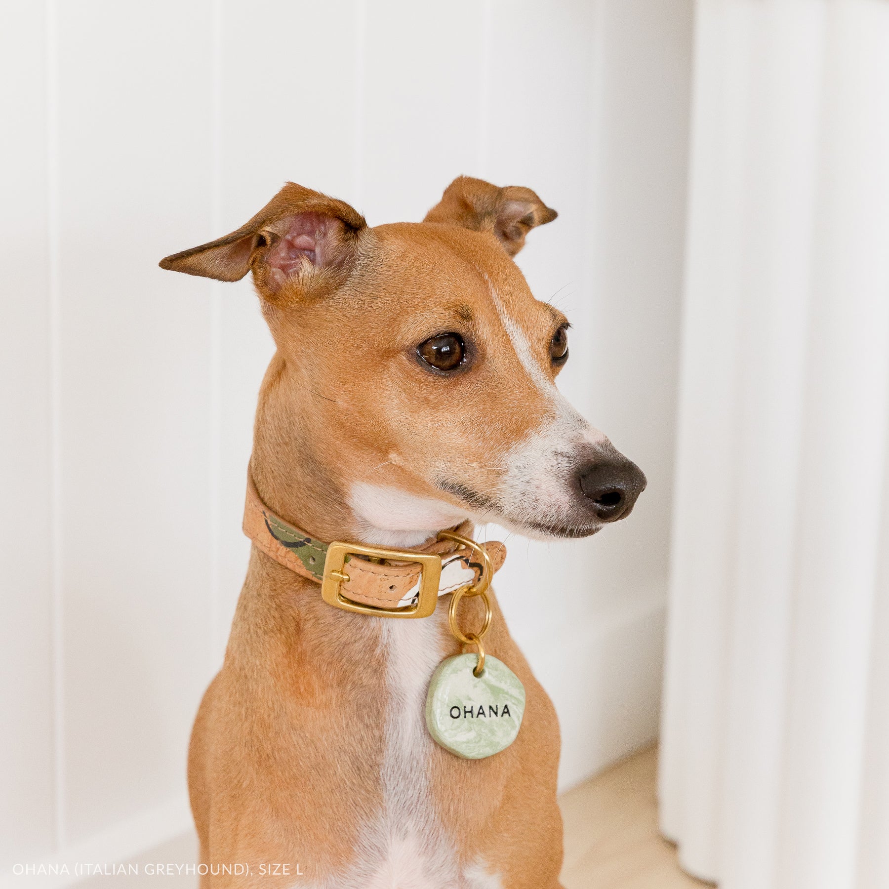 italian greyhound in tan vegan cork leather collar with brass details and marble look personalised dog ID tag