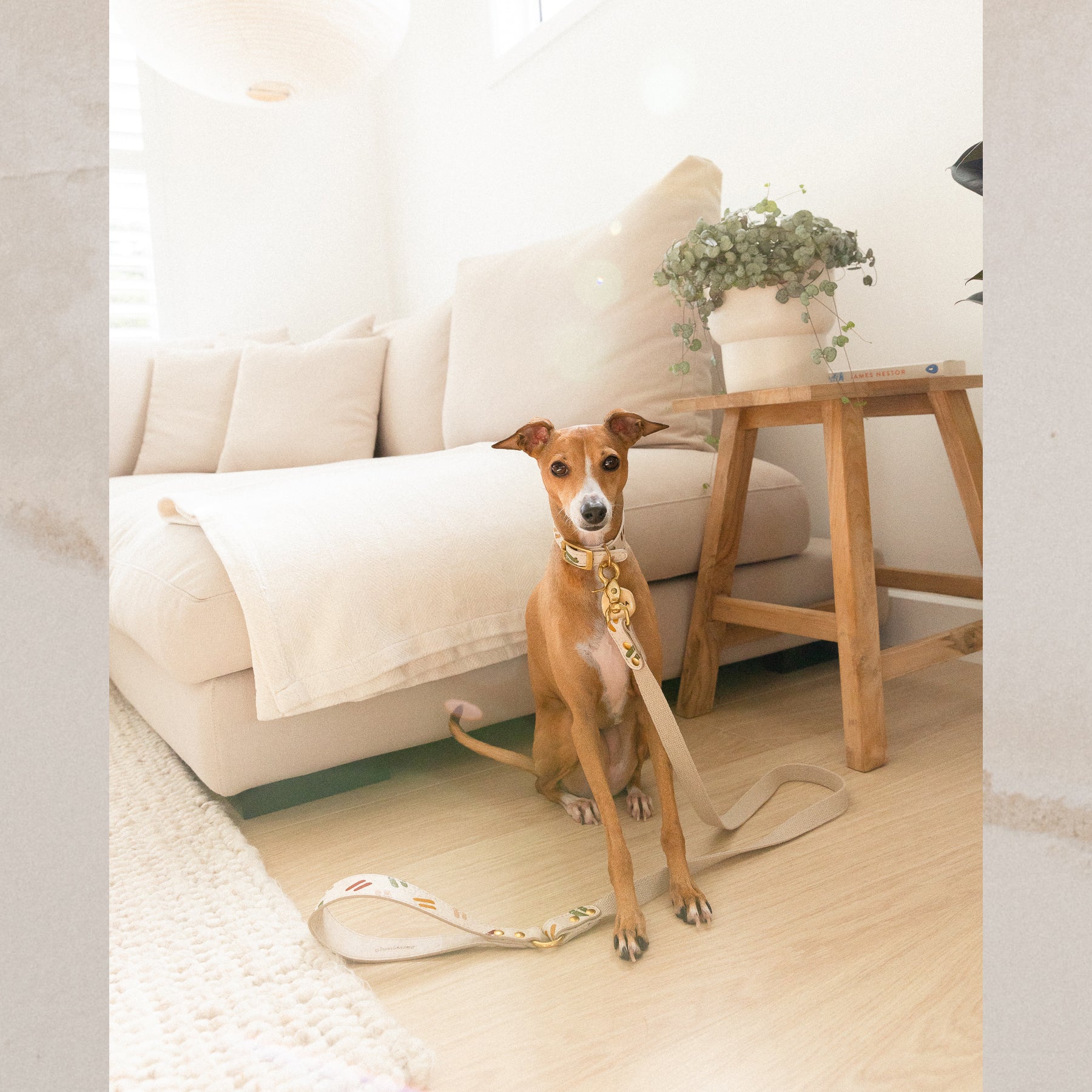 italian greyhound in cork leather collar and leash set, sitting next to a beige sofa and timber stool