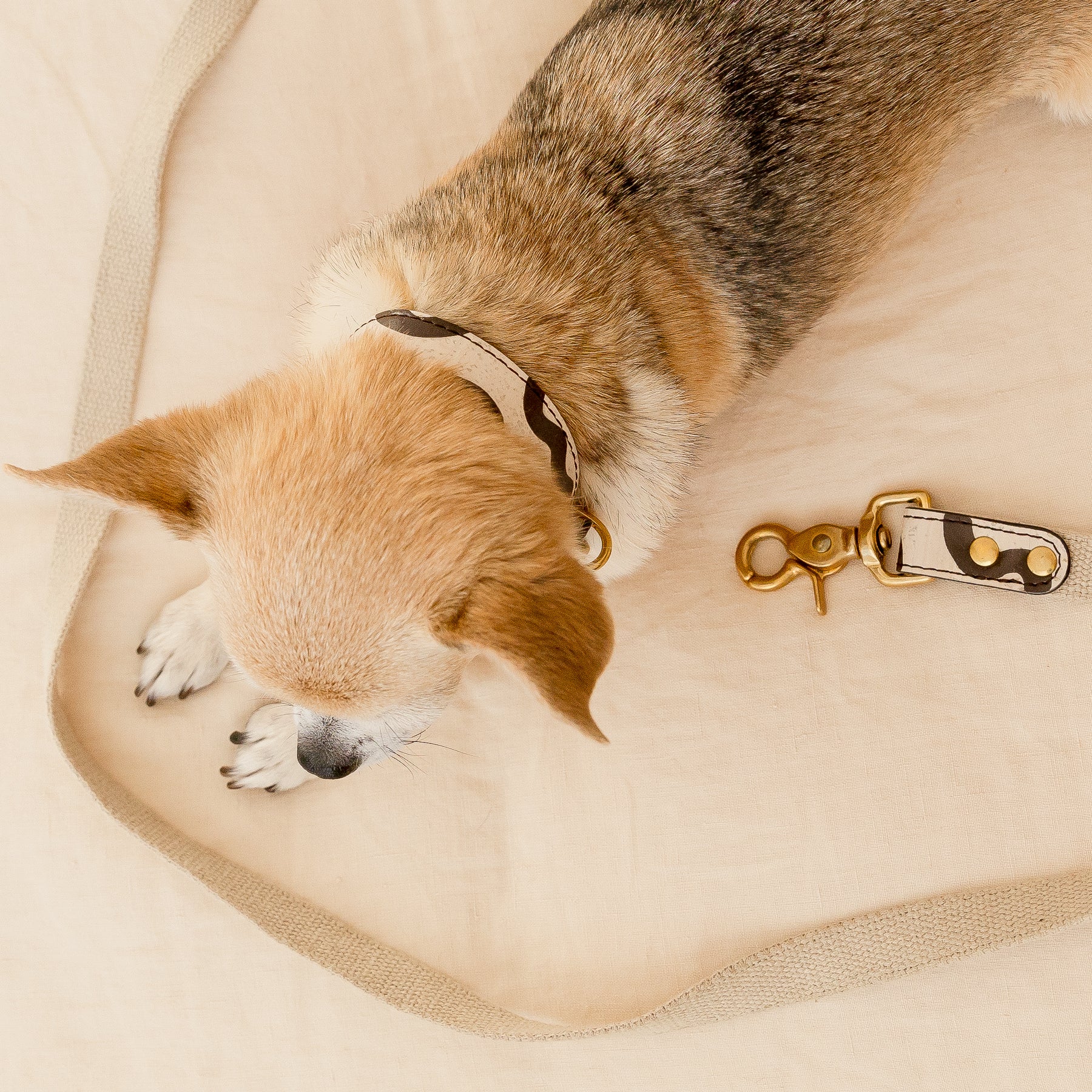 Small dog wearing cream beige cork leather collar and hemp leash with dark brown hand-painted details and brass hardware