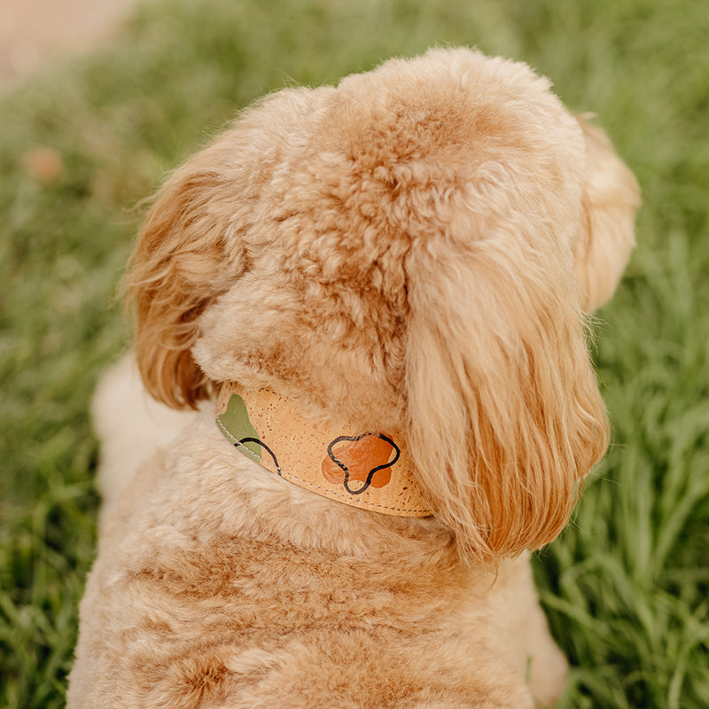 groodle in a designer cork leather dog collar in soft brown and colourful print, top side