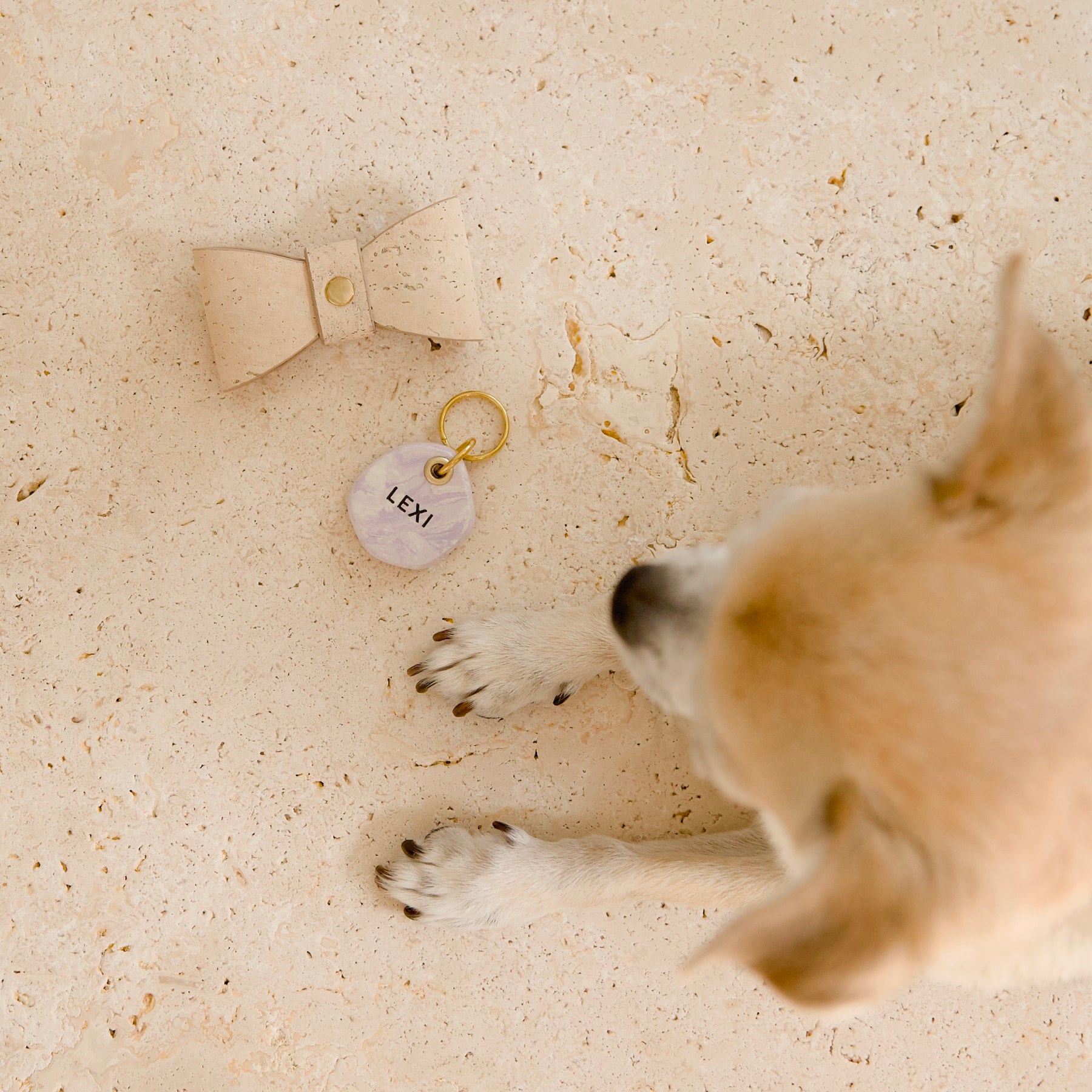 Cream beige cork leather dog bow tie on travertine with purple amethyst clay ID tag beside small dog
