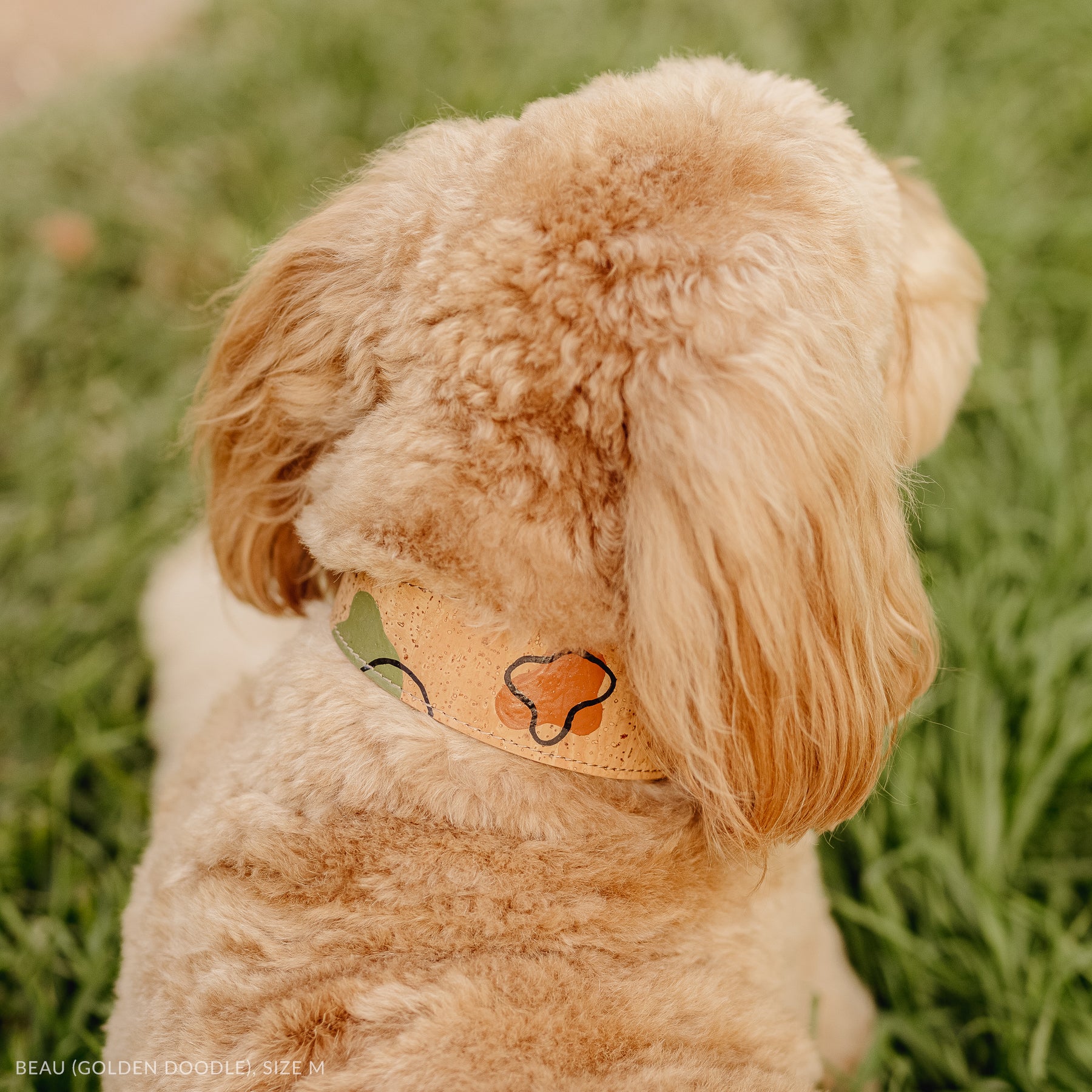 groodle in a vegan cork leather dog collar in soft brown and colourful hand painted design, top side