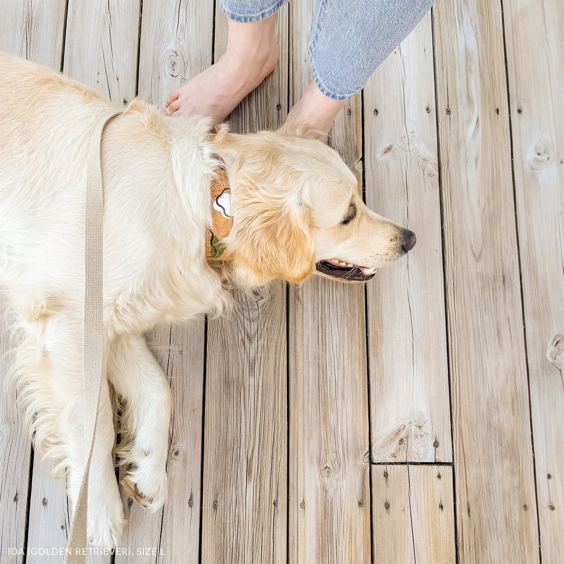 golden retriever on timber floor wearing brown cork leather collar and matching organic hemp lead for dogs