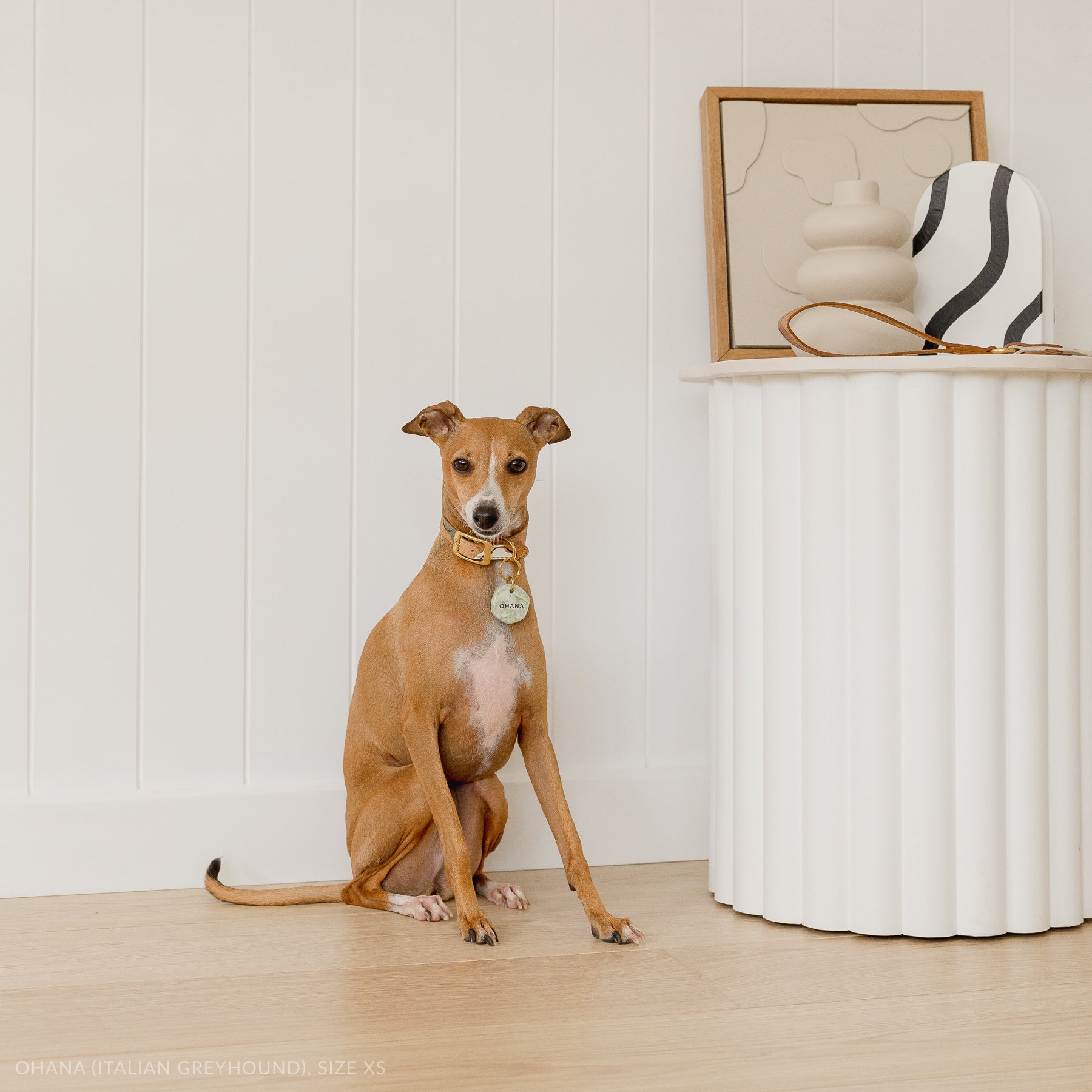 italian greyhound featuring cork leather dog collar and marble look custom ID tag, sitting beside a decorative table with artsy objects