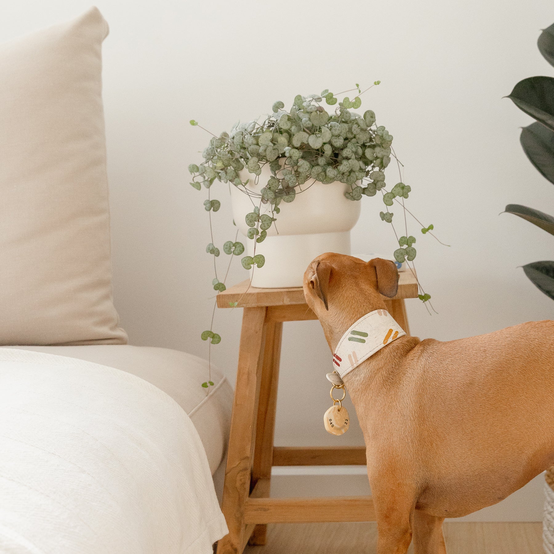 italian greyhound wearing hand painted vegan cork leather collar and travertine dog ID tag, next to green plants and beige sofa