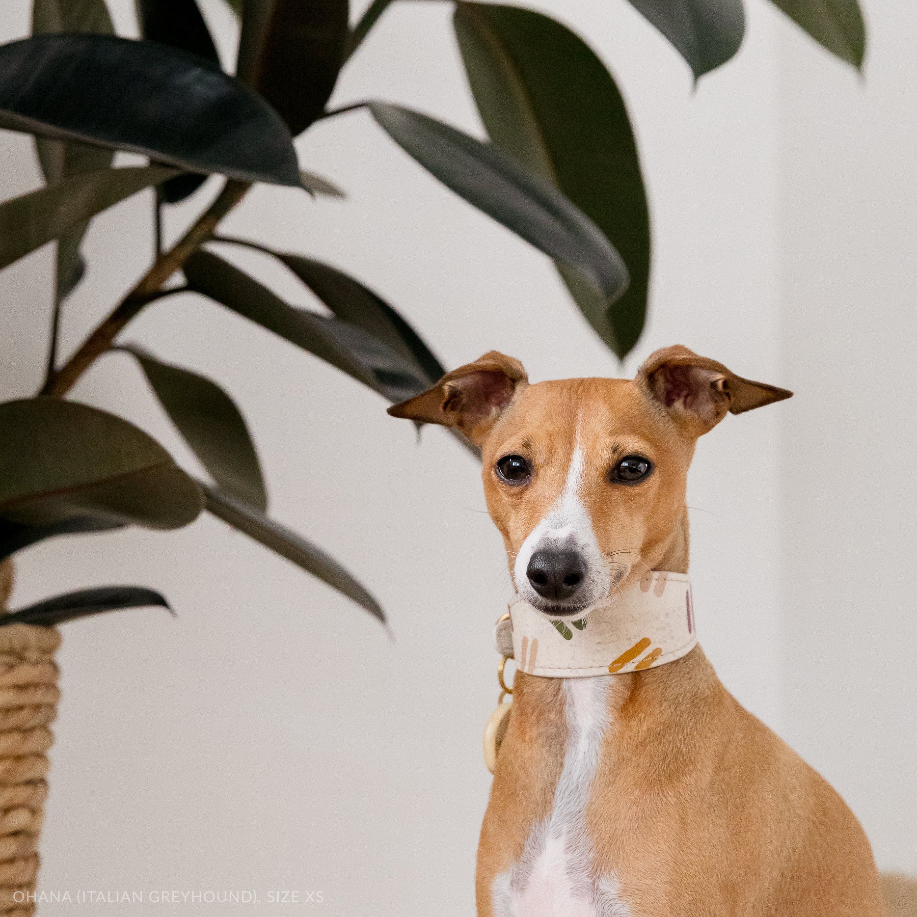 Italian Greyhound wearing a wide sighthound collar made of vegan cork leather, with plant leaves in the background, detail