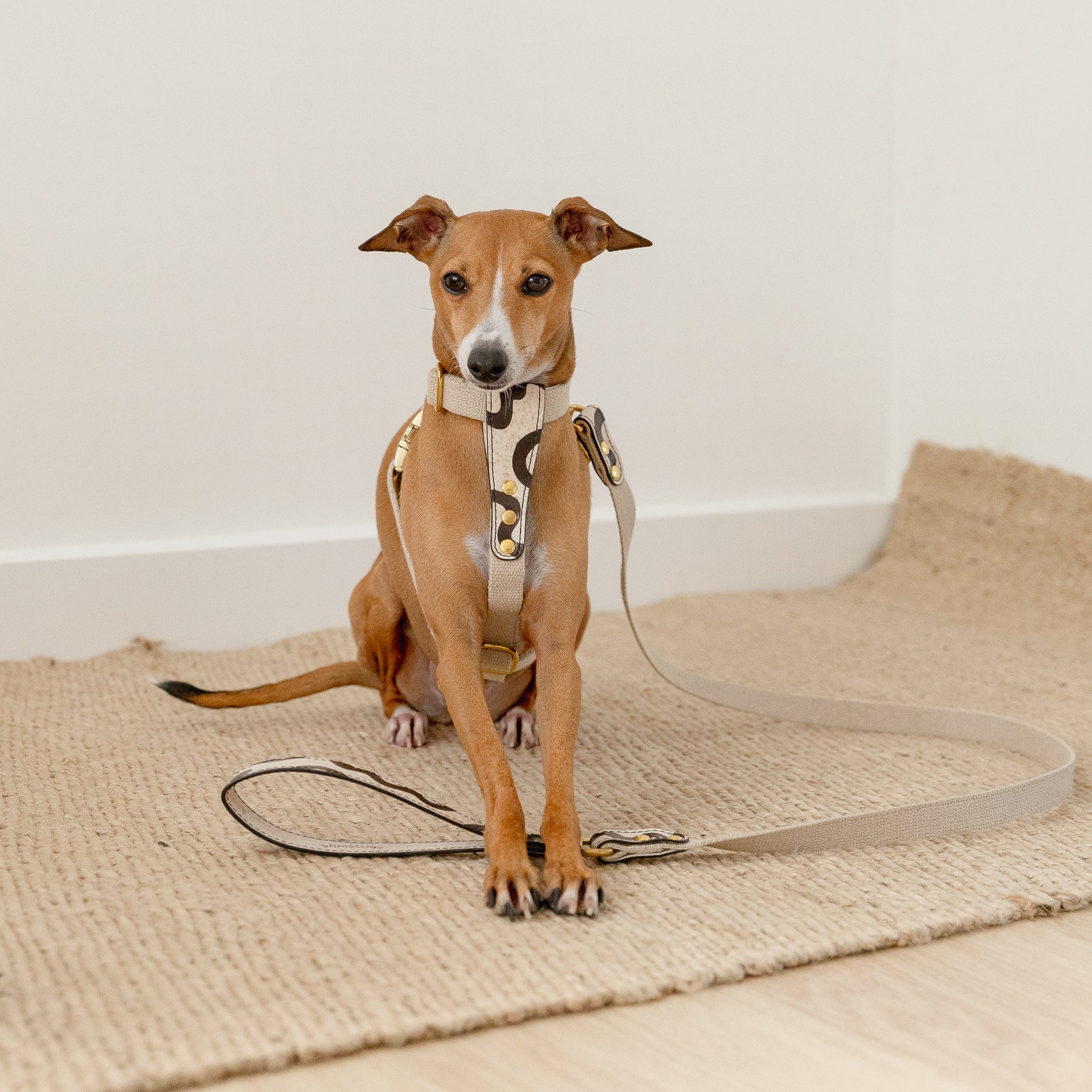 Italian Greyhound wearing cross harness and leash in cream beige cork and hemp with brass hardware and dark brown hand-painted details