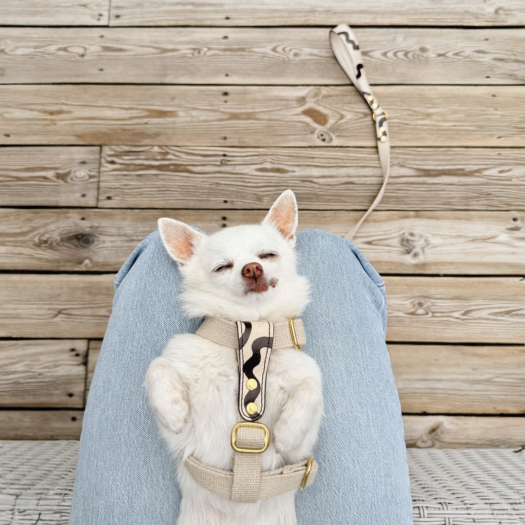 small white dog on a woman's lap wearing a vegan cork leather and organic hemp harness with a matching leash and brass details, front