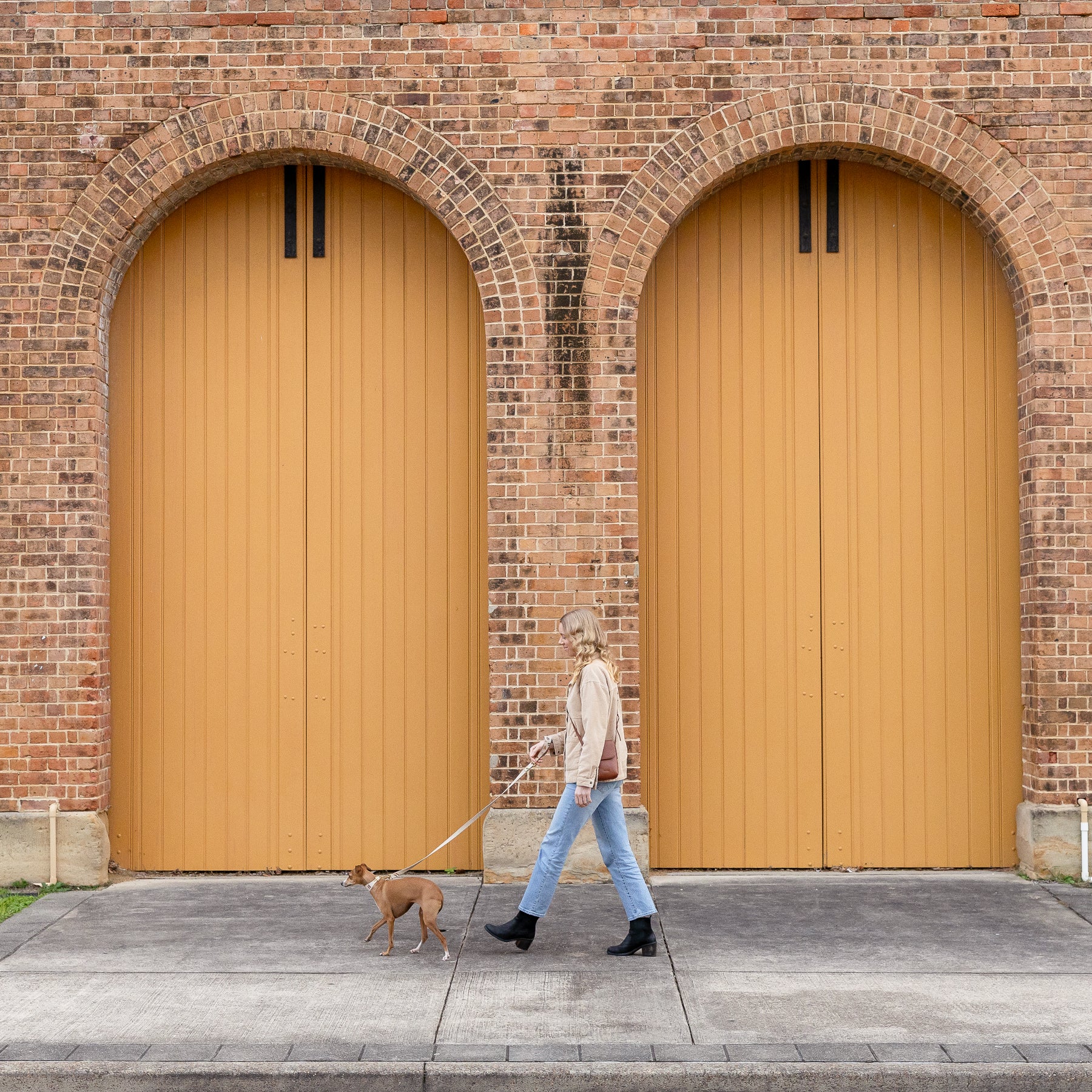 woman walks italian greyhound with australian made dog collar and matching leash in cork leather against an old brick building in Newcastle, NSW Australia