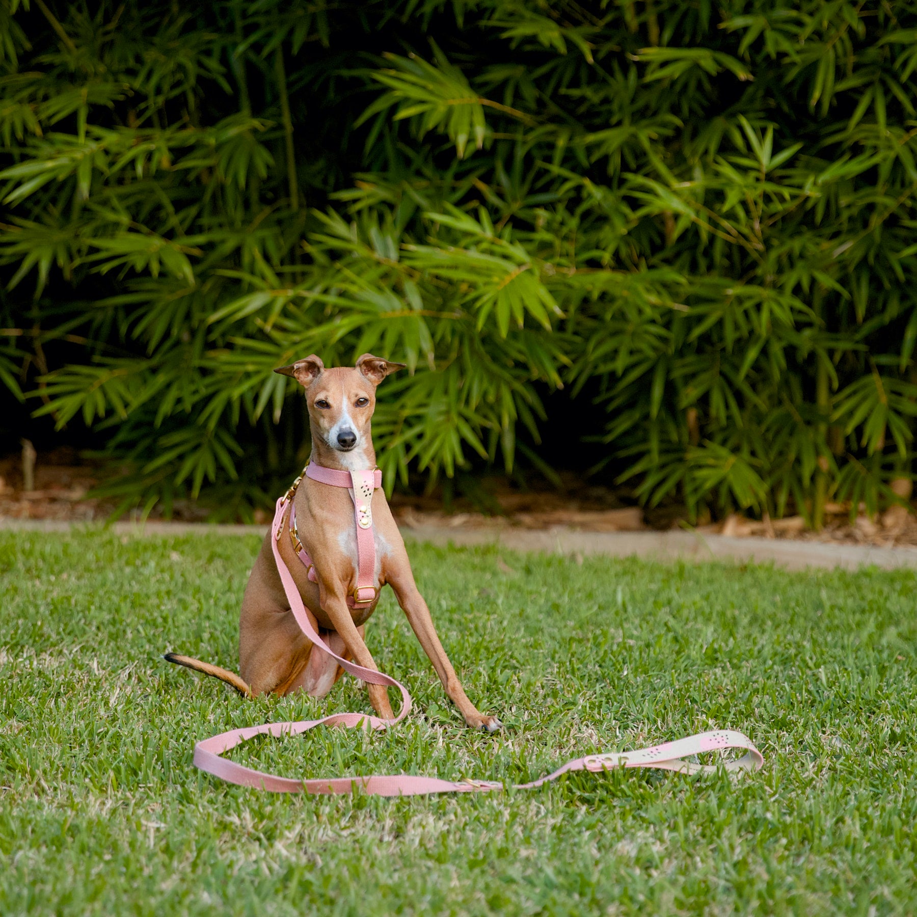 Italian Greyhound wearing pink cork leather and hemp harness with matching leash, sitting on grass in front of bamboo