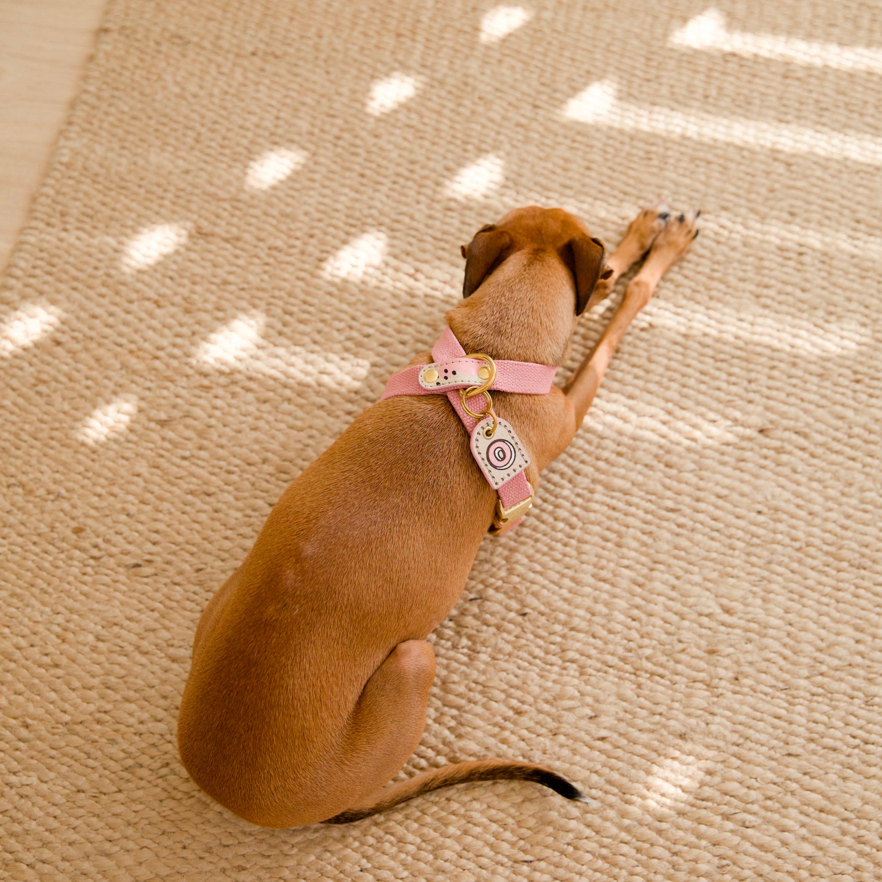 Italian Greyhound wearing pink vegan cork leather harness and matching monogram cork tag, resting on jute rug, top view