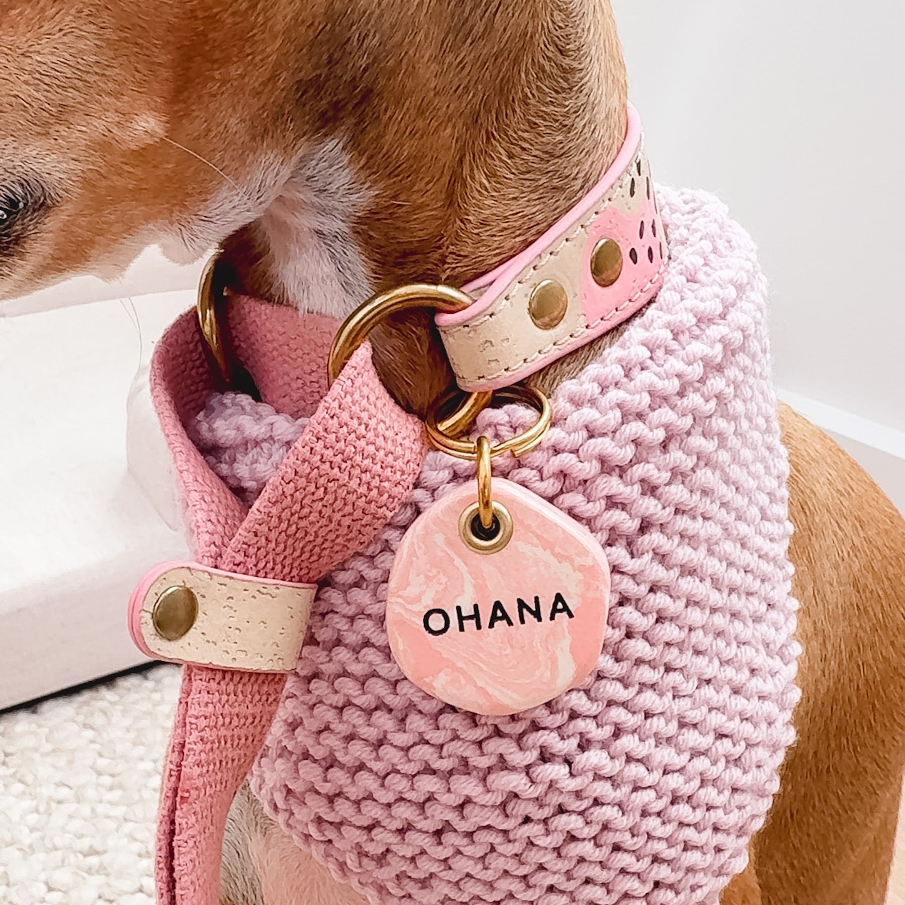 Dog wearing a pink slip collar, pink personalised dog ID tag, and pink knitted bandana