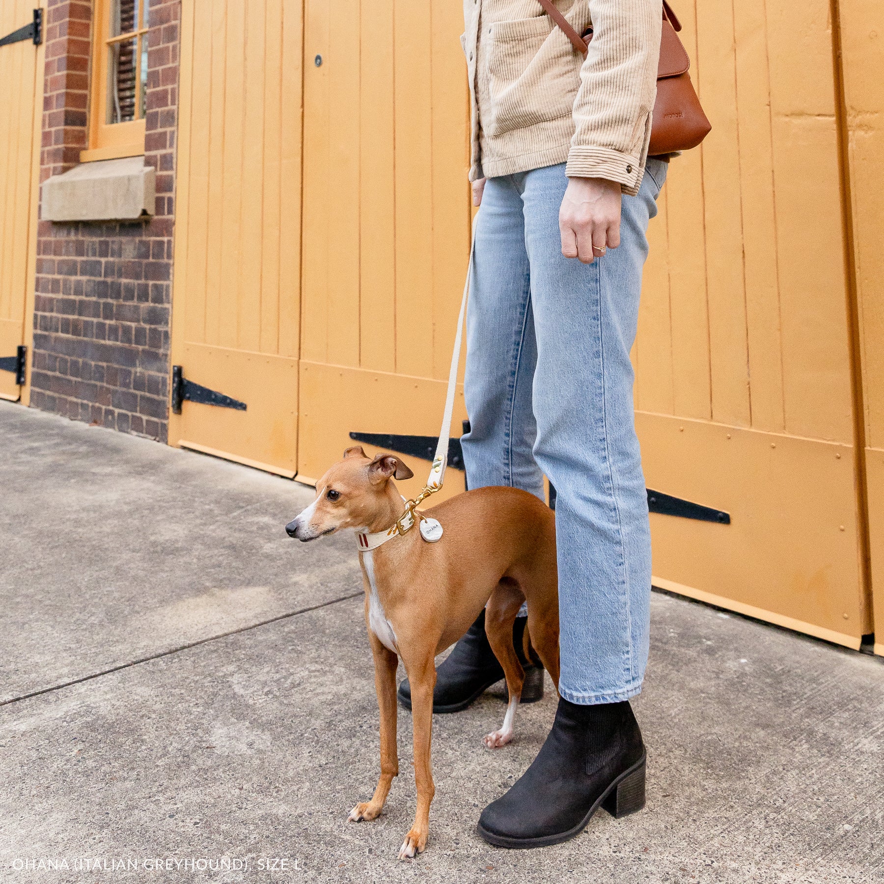 Italian greyhound with marble-look ID tag, matching vegan cork leather walk set, woman in blue jeans and beige jacket standing by yellow door