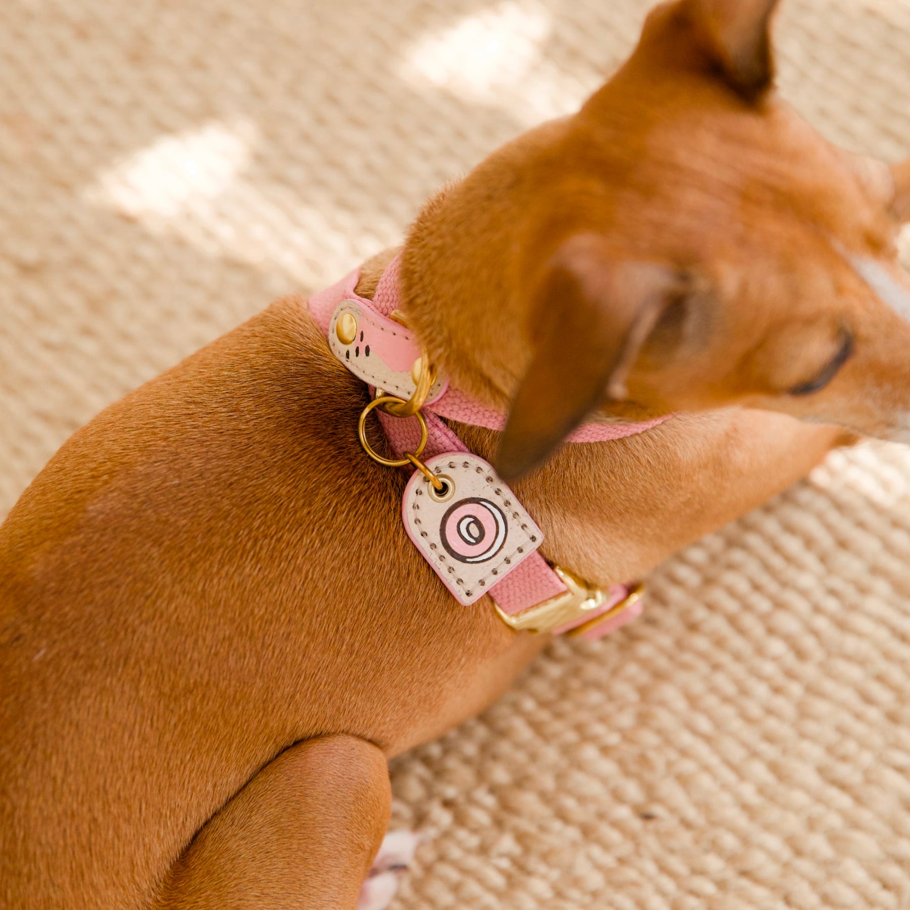 Italian Greyhound wearing pink cork and hemp dog cross harness with matching monogram ID tag, brass details, close-up