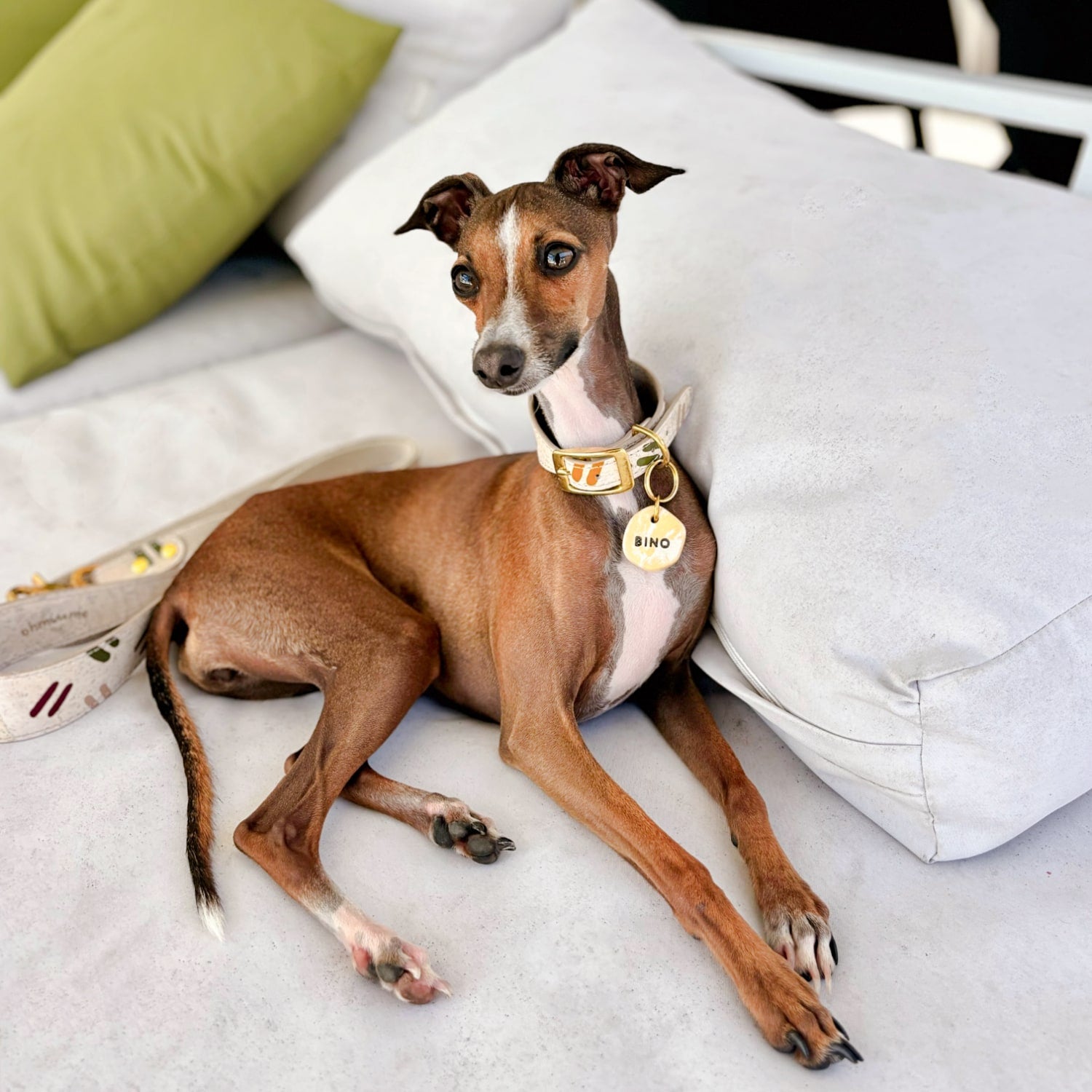 Italian Greyhound wearing vegan cork leather collar in cream white with personalised name tag