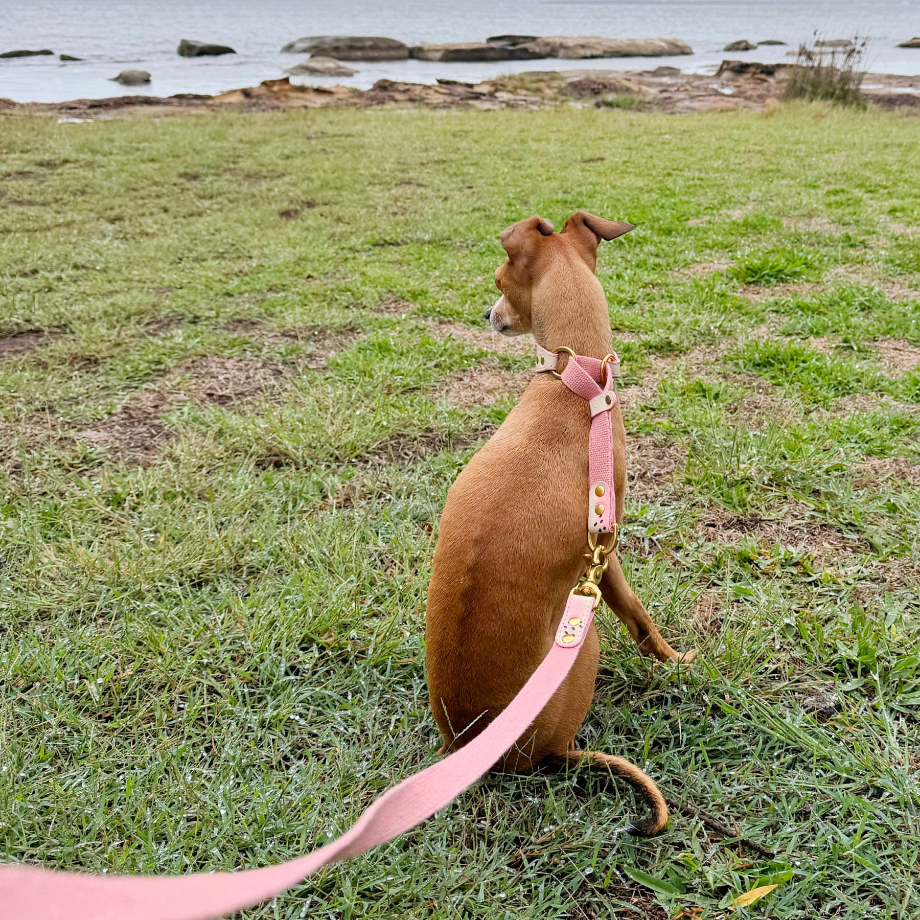 Dog on a pink leash sitting on grass with a body of water in the background