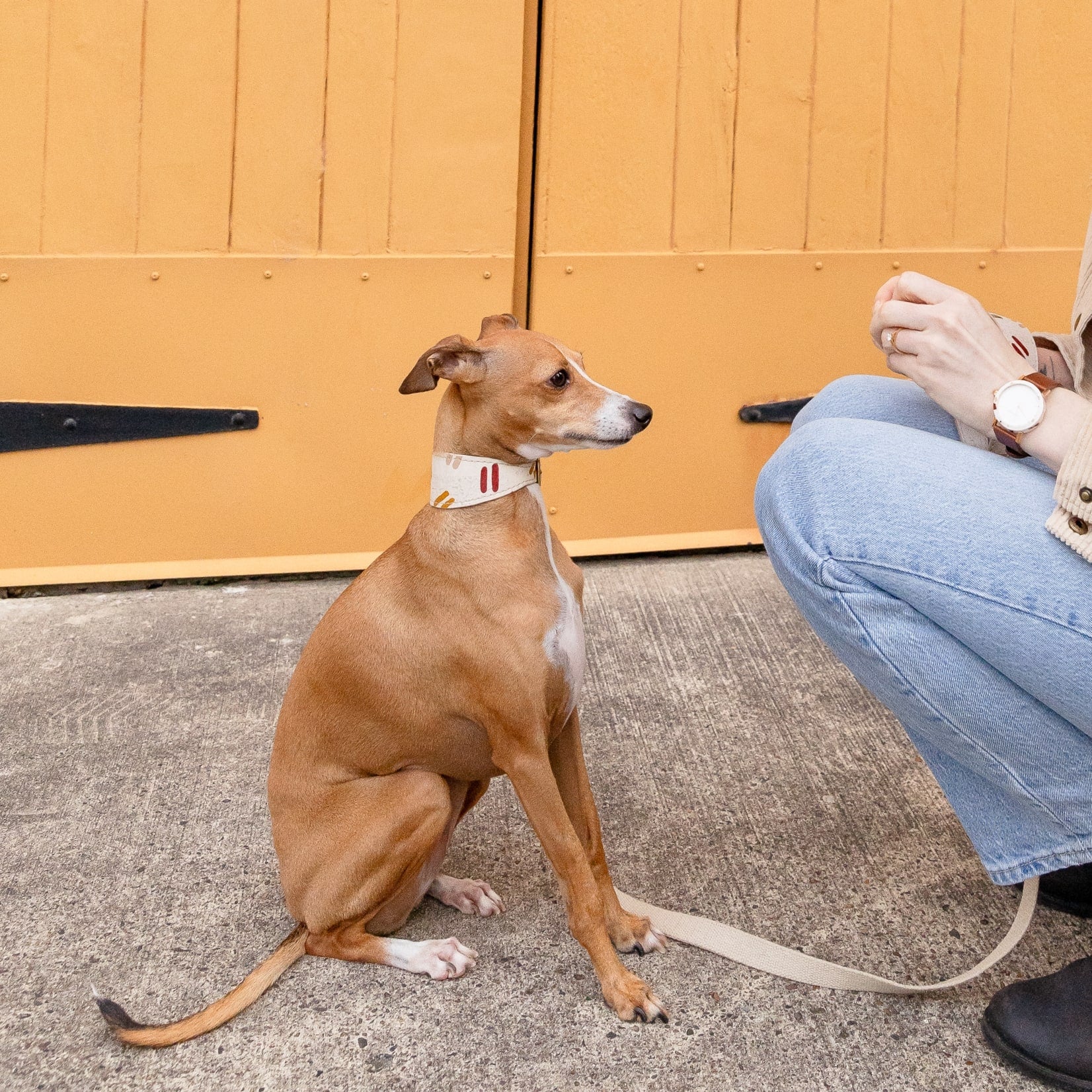 Dog on a leash sitting next to a person in front of a yellow door.