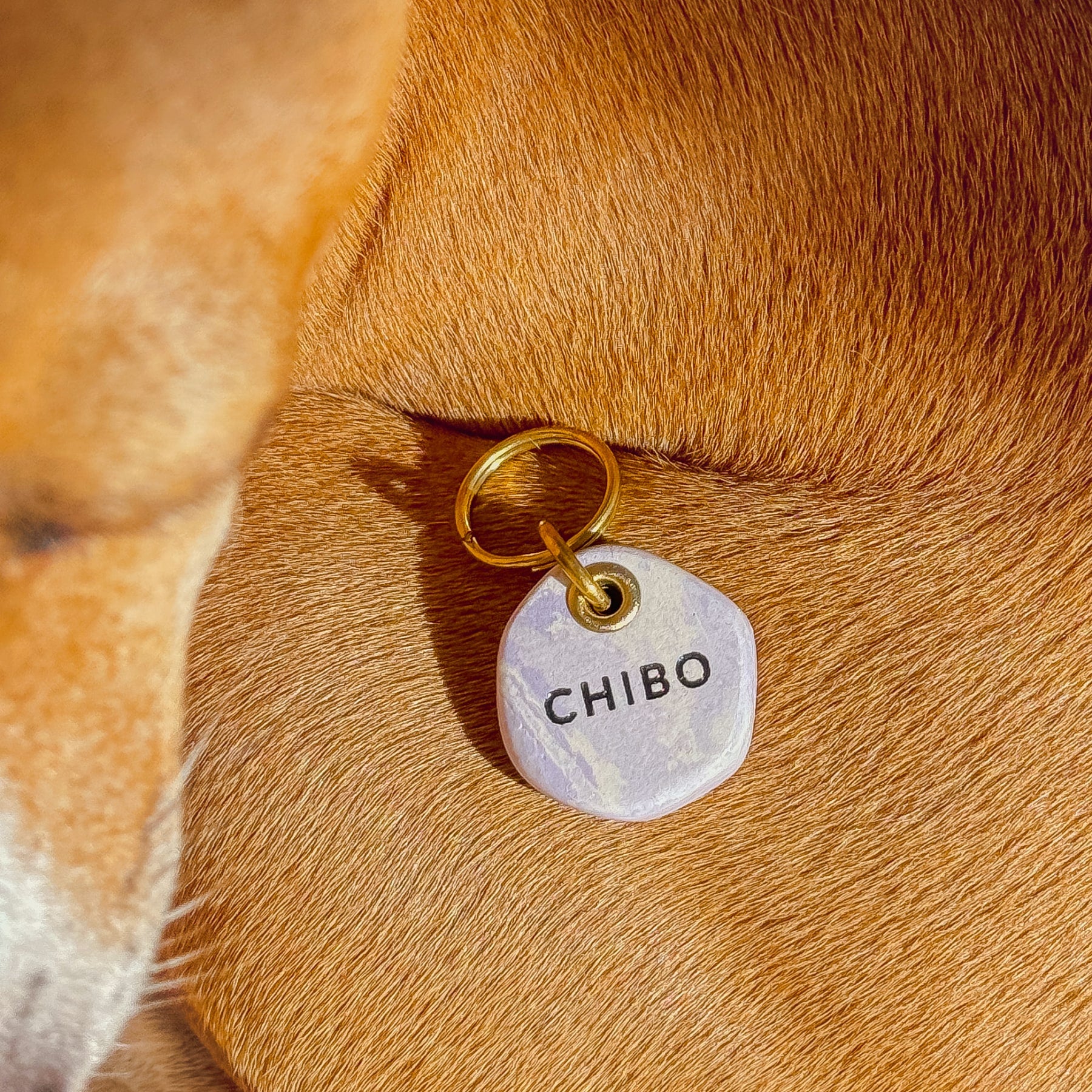 personalised dog ID tag with purple marble look with engraved name "CHIBO", resting on a dog's back