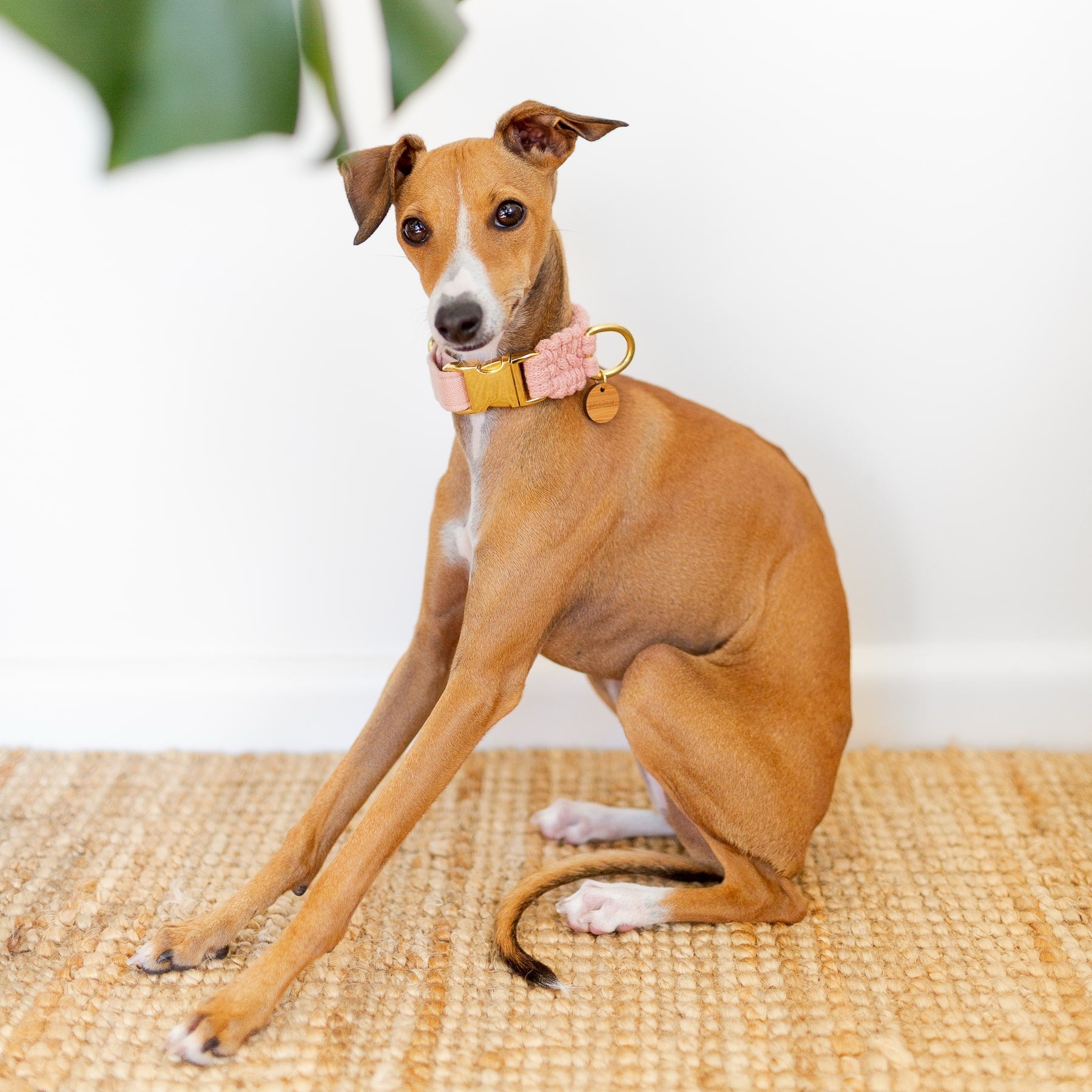 Brown dog with a pink macrame dog collar sitting on a jute rug