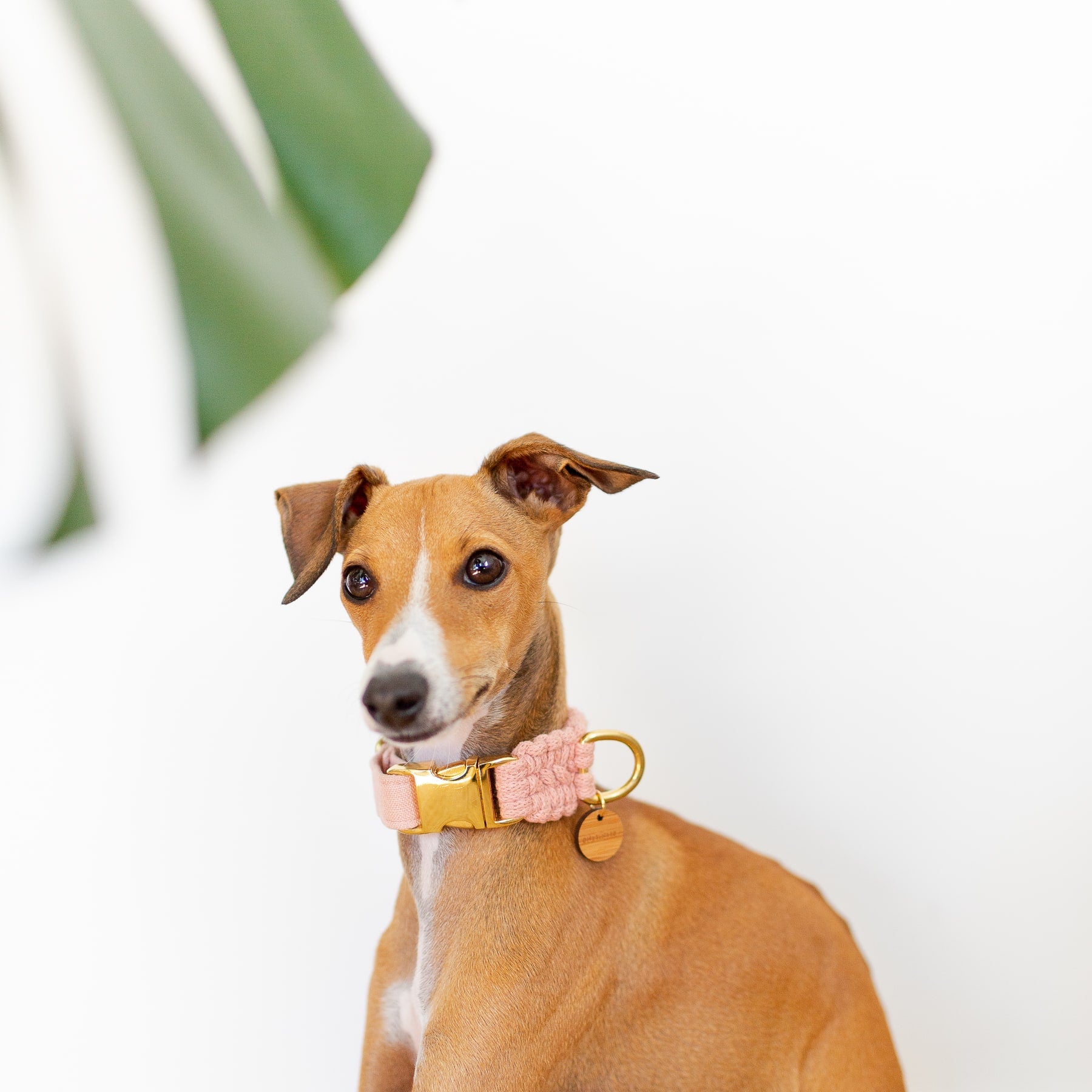 Italian greyhound wearing a pink macrame dog collar with gold buckle and bamboo tag