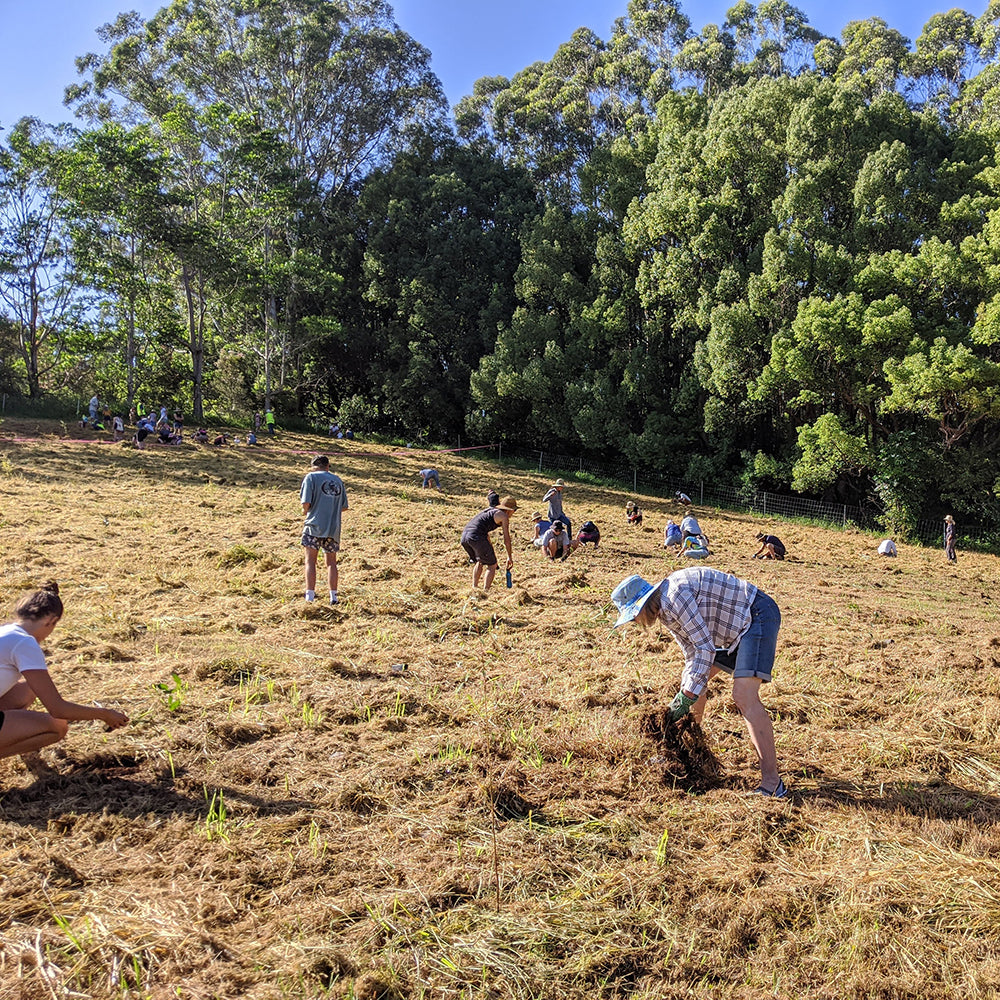 people scattered on a field planting native trees in australia