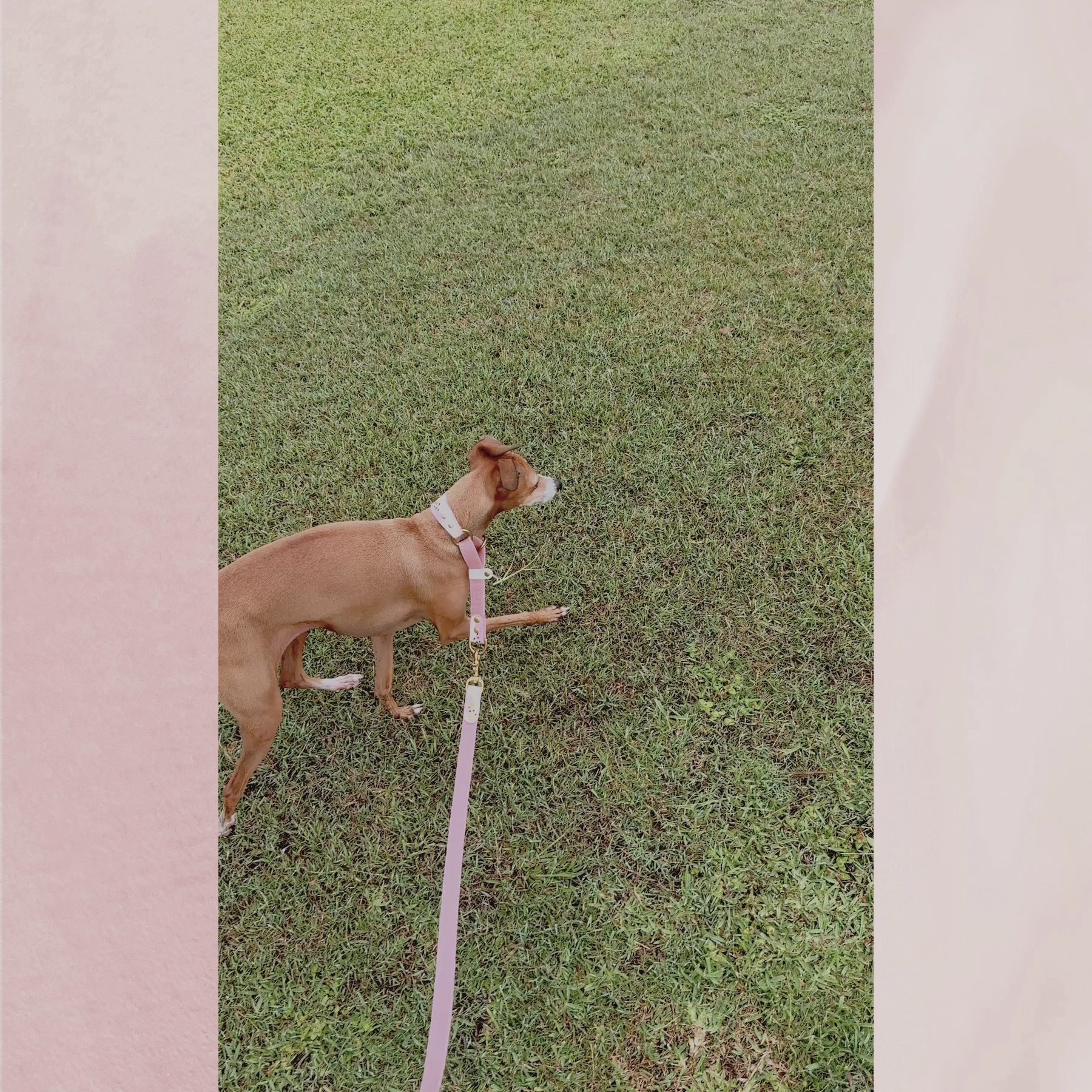 Italian greyhound walking outside wearing cork leather dog slip collar and matching hemp leash in pink