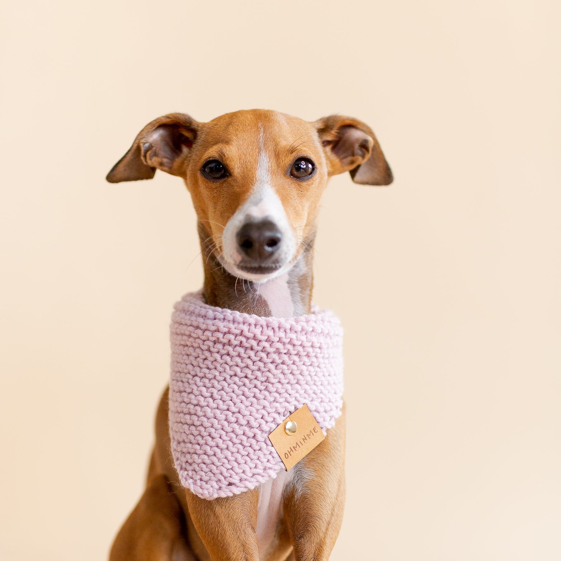 red italian greyhound in a knitted pink organic wool bandana
