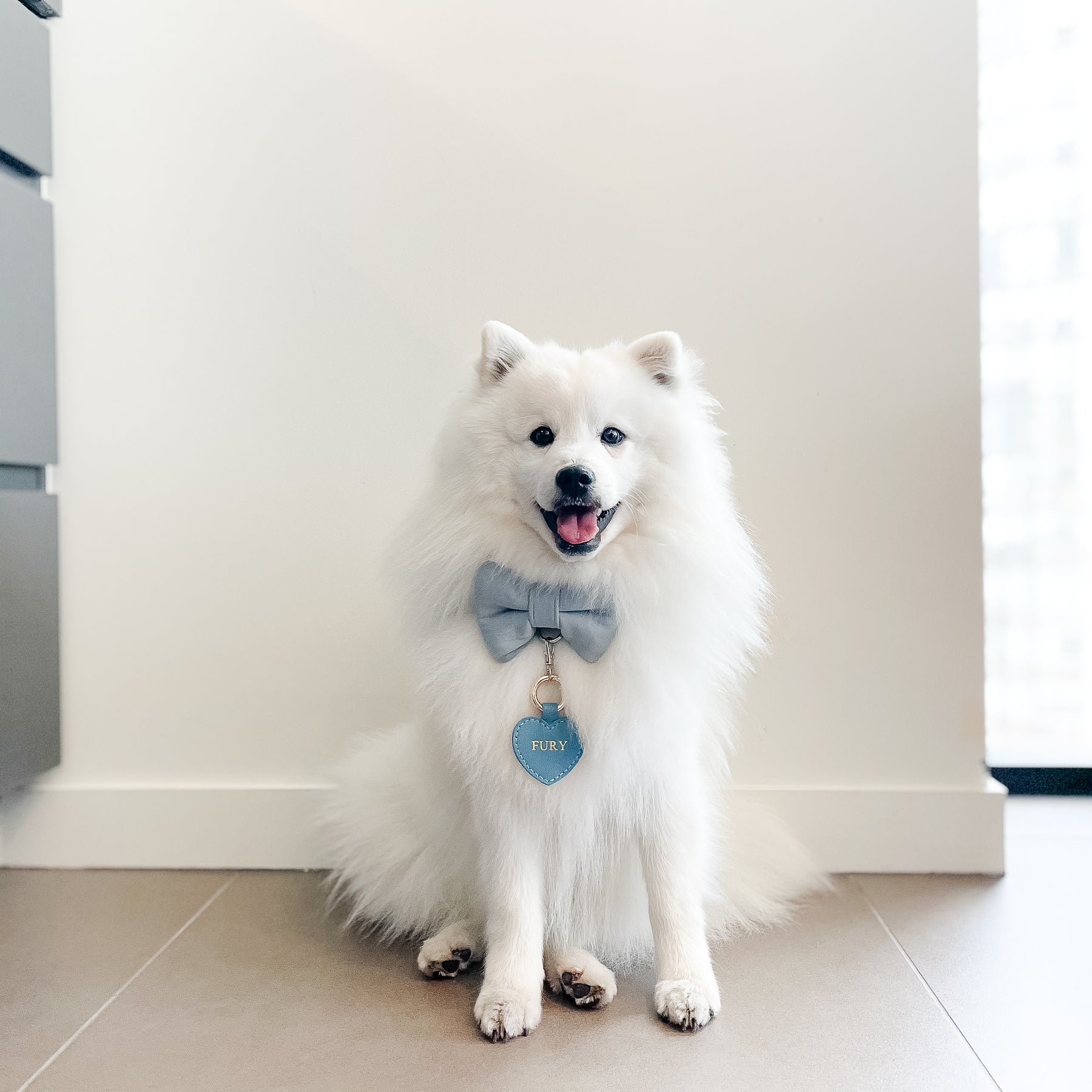 White dog wearing a bow tie in blue linen.