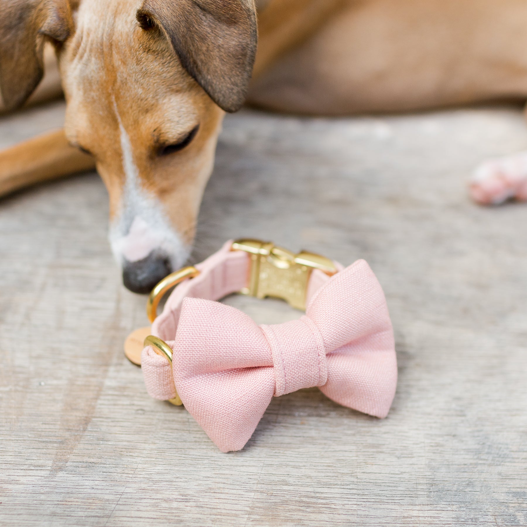 Puppy resting next to a pink linen dog collar with a matching bow tie.