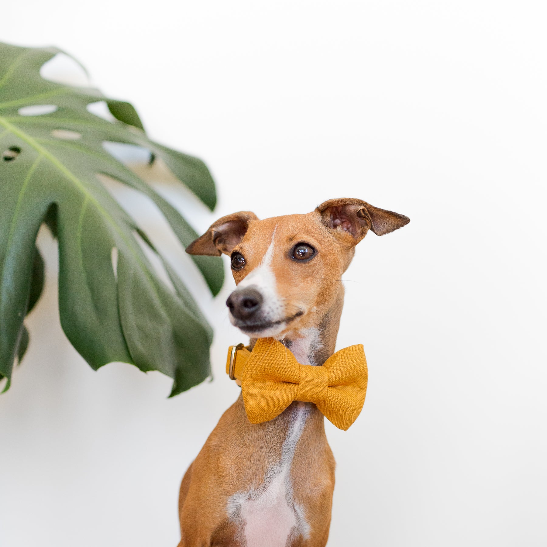 Italian greyhound dog wearing a linen bow tie in mustard yellow.
