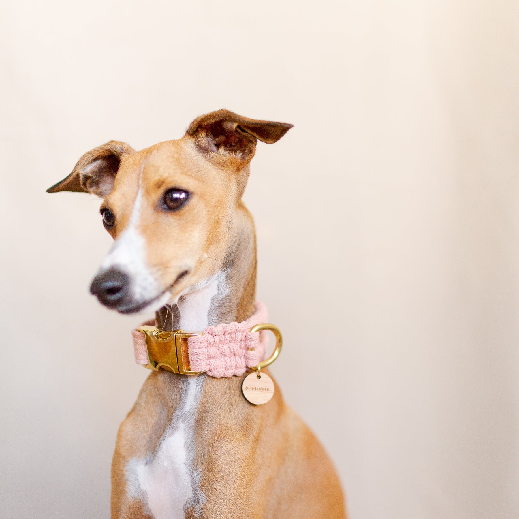 Italian greyhound wearing a pink macrame dog collar