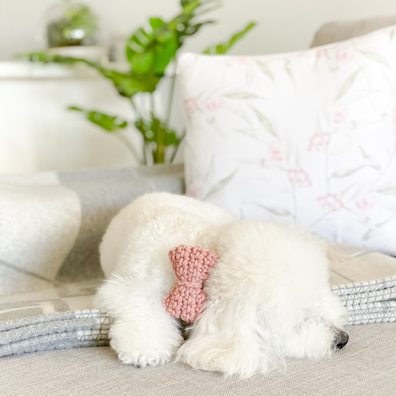 Benji the white mini poodle wearing pink bow tie in recycled cotton
