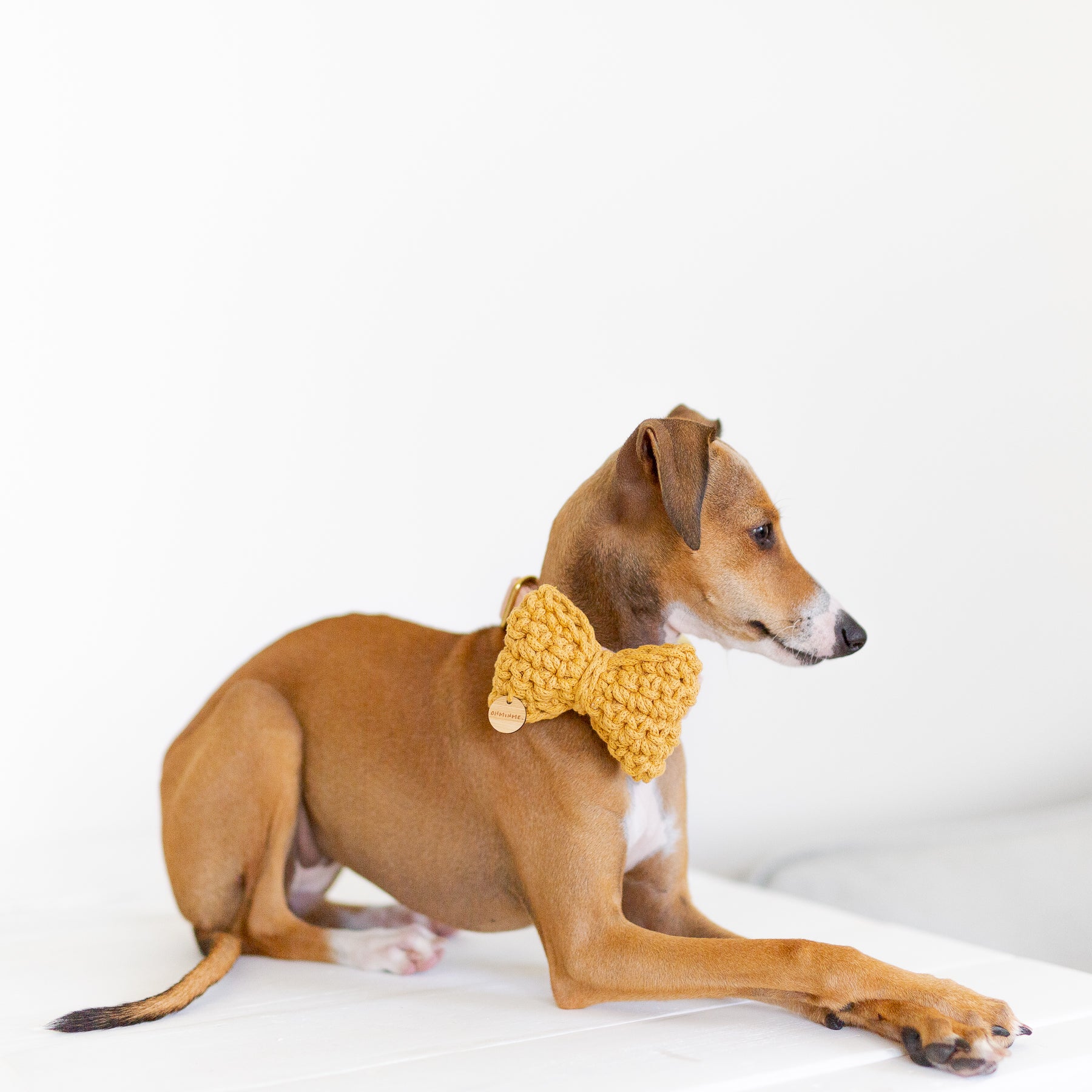 Ohana the red Italian Greyhound laying down wearing yellow crochet bow tie